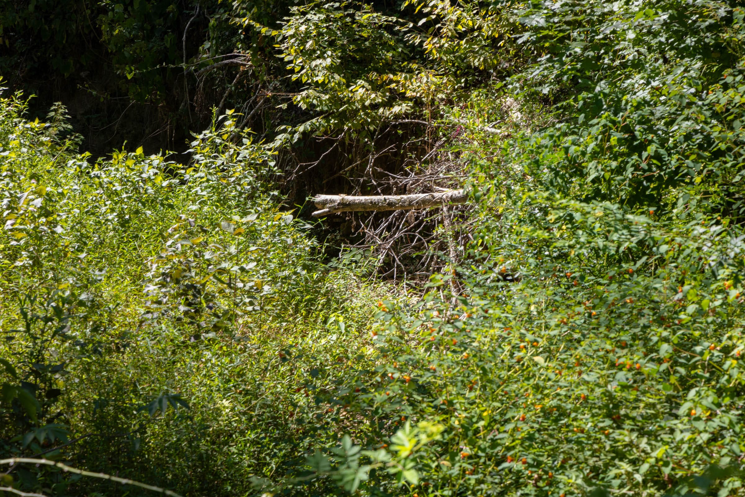 Big White Oak Tract 20 photo 7