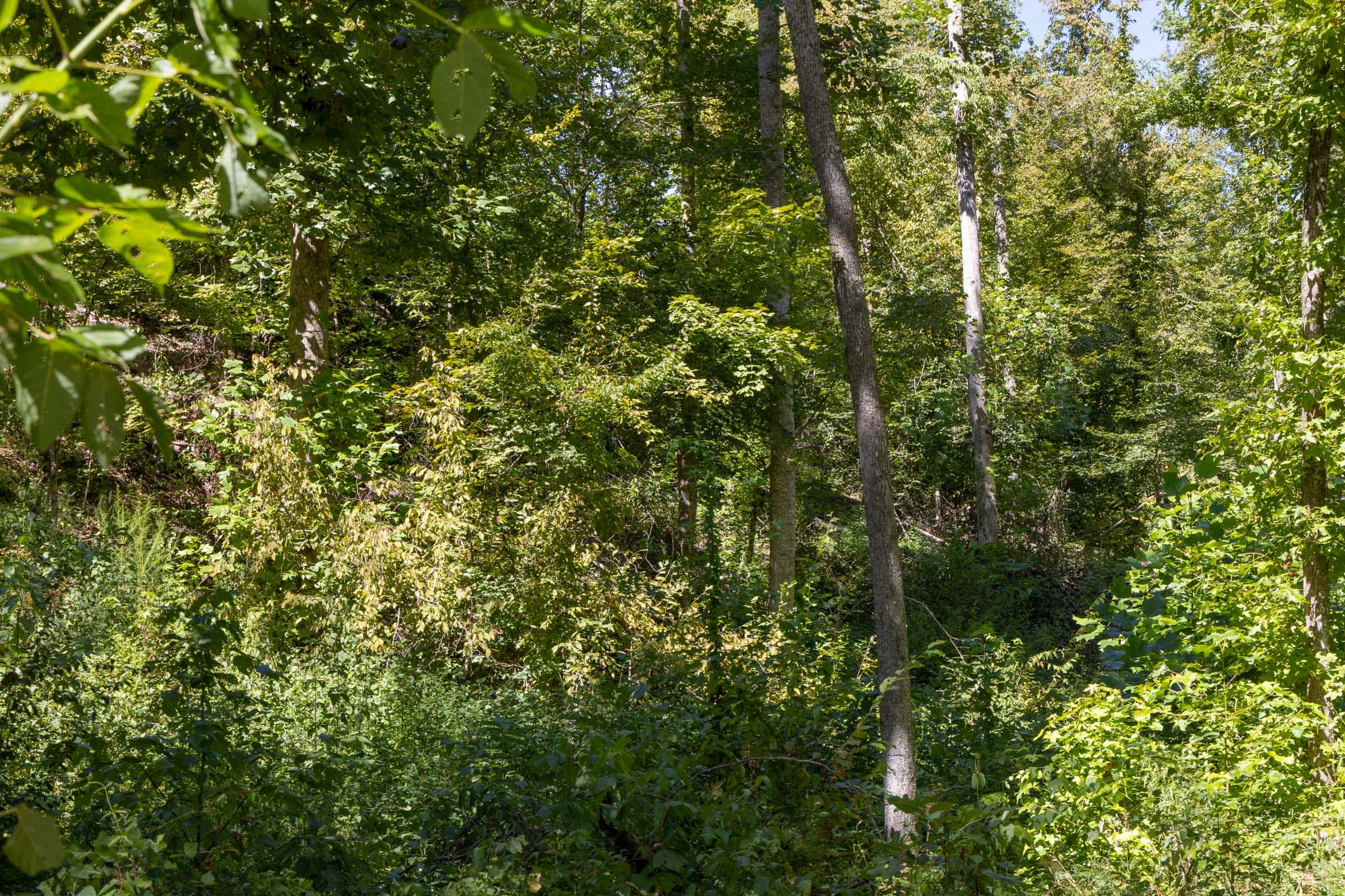 Big White Oak Tract 20 photo 5