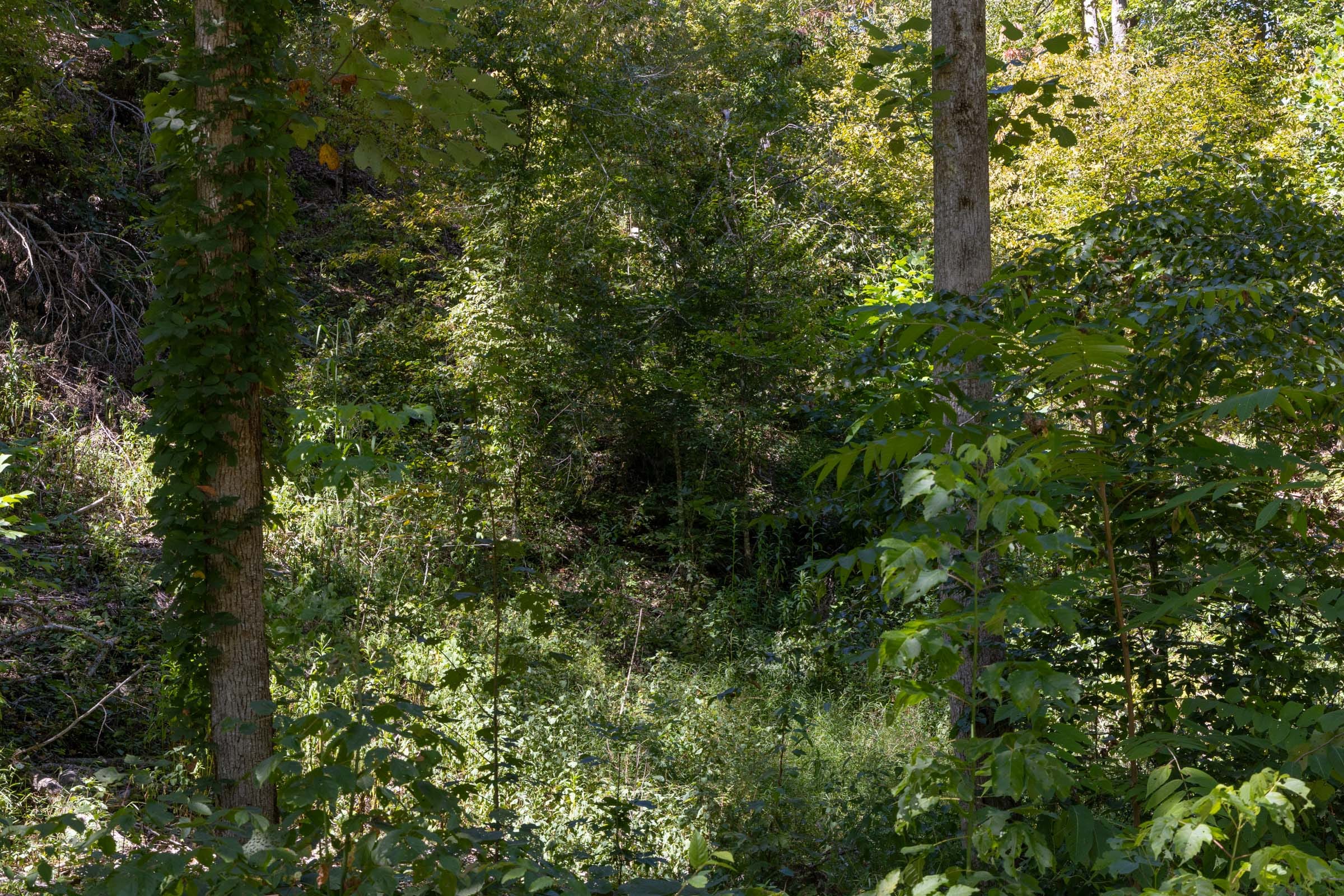 Big White Oak Tract 20 photo 3