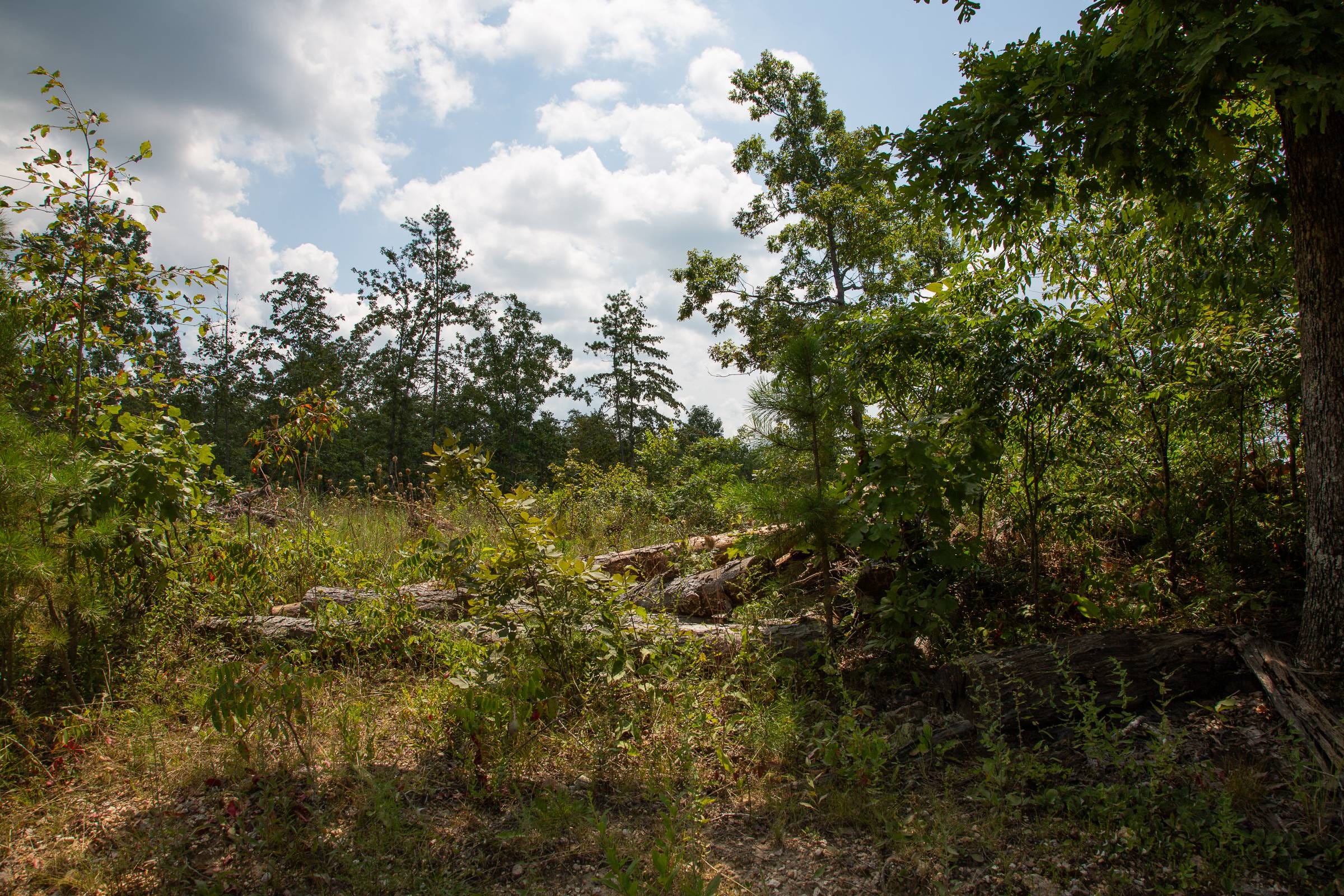 Borgmann’s Hollow Phase I Tract 9 photo 2