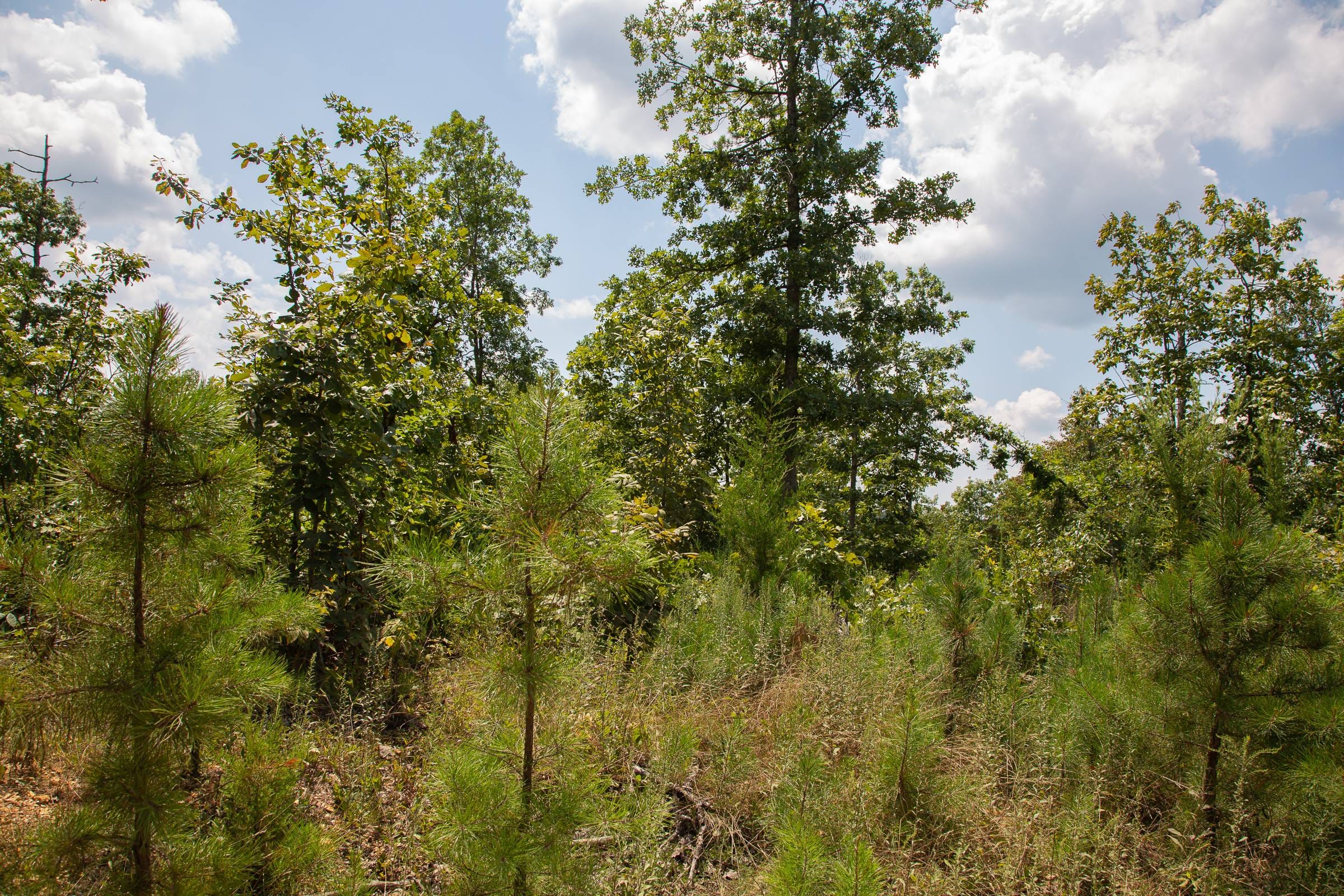 Borgmann’s Hollow Phase I Tract 9 photo 3