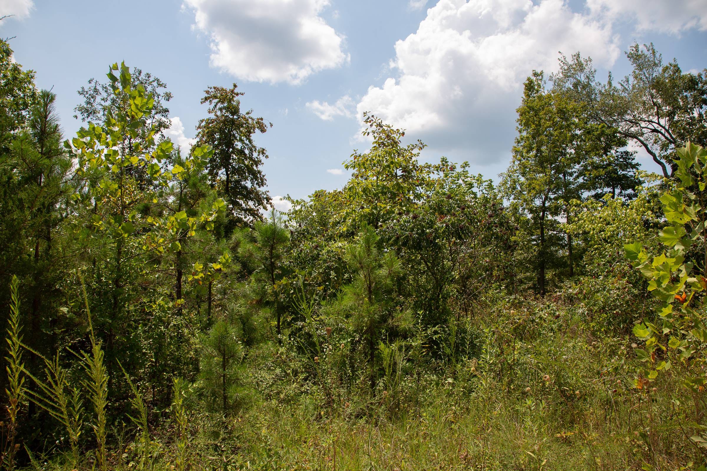 Borgmann’s Hollow Phase I Tract 9 photo 4