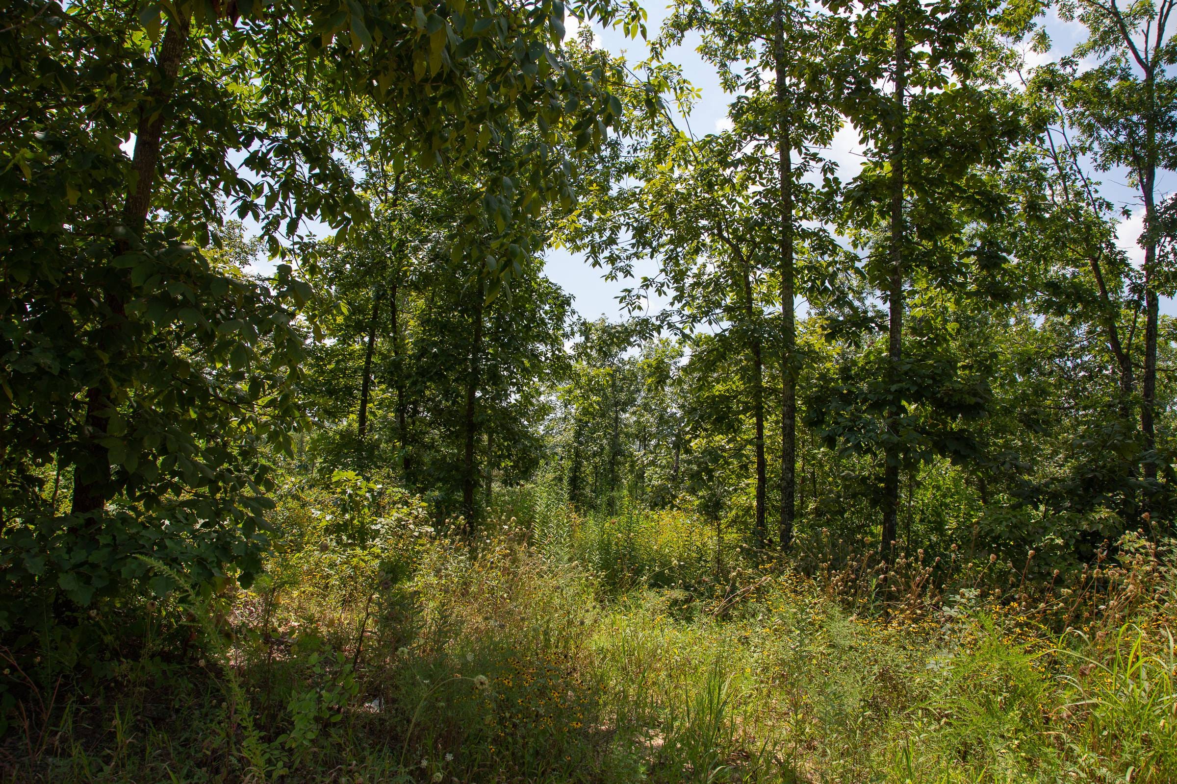 Borgmann’s Hollow Phase I Tract 9 photo 5