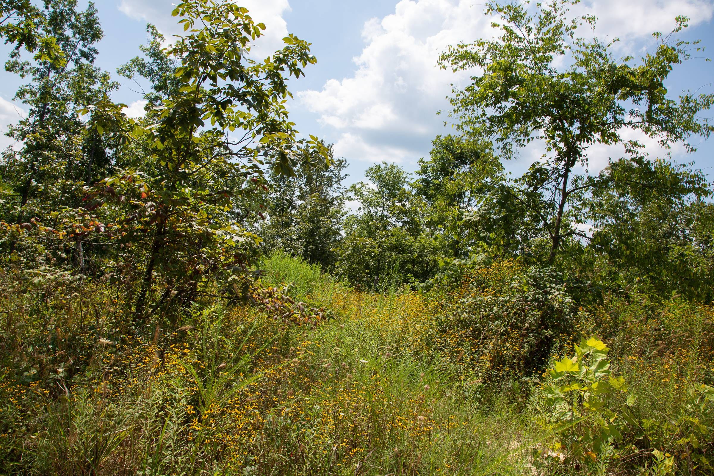 Borgmann’s Hollow Phase I Tract 9 photo 6