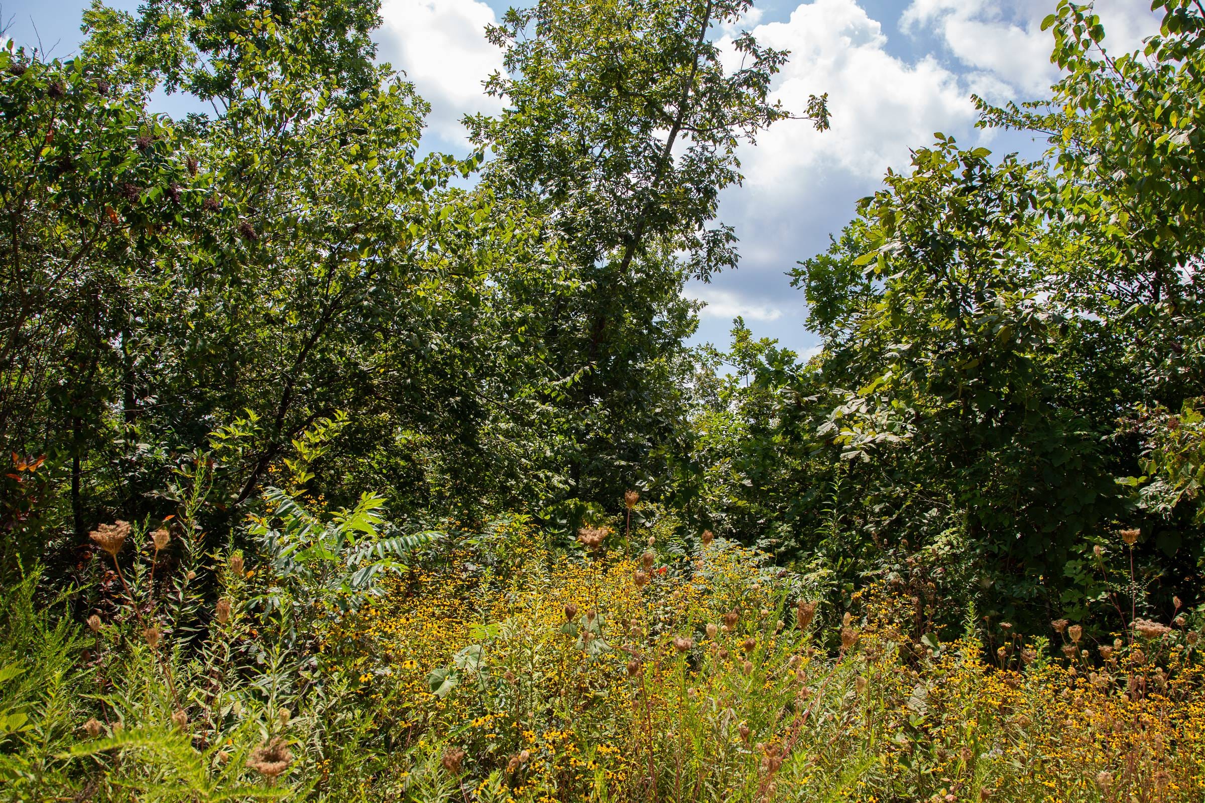 Borgmann’s Hollow Phase I Tract 9 photo 8