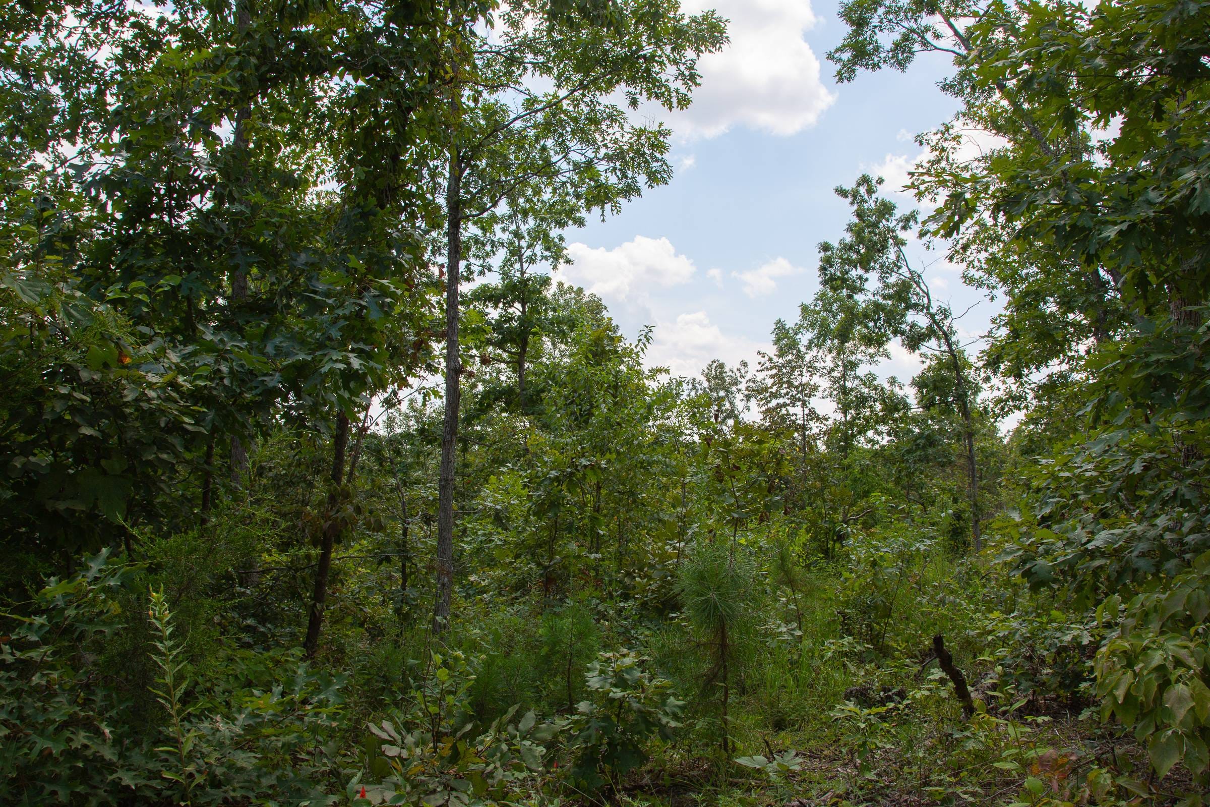 Borgmann’s Hollow Phase I Tract 9 photo 9