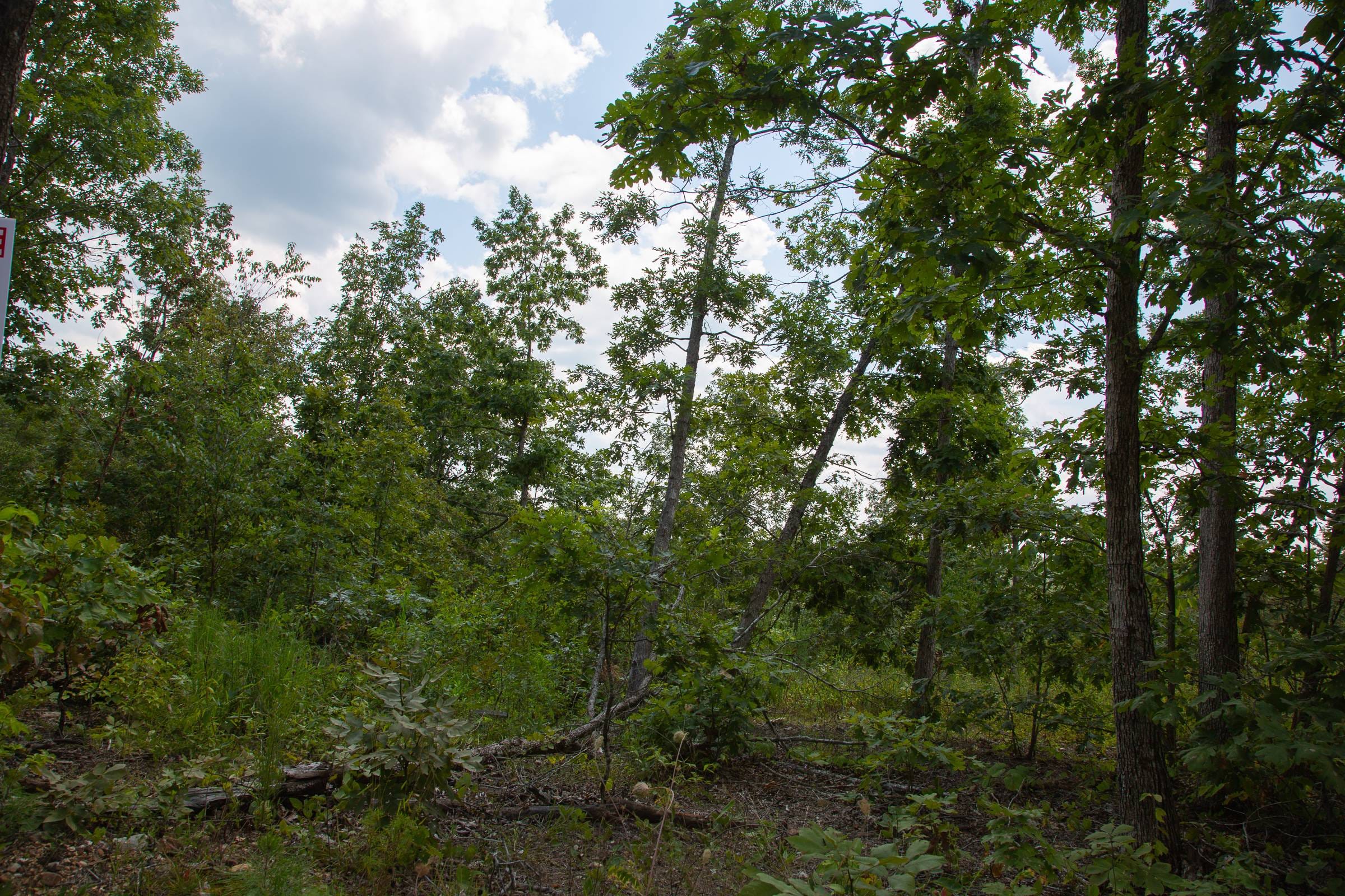 Borgmann’s Hollow Phase I Tract 9 photo 10