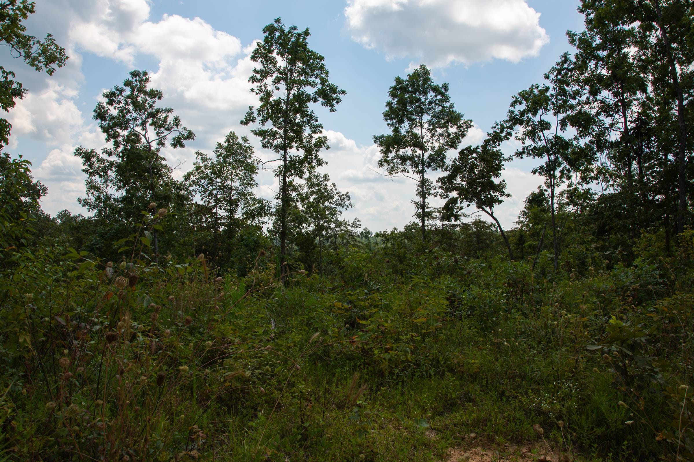 Borgmann’s Hollow Phase I Tract 9 photo 11