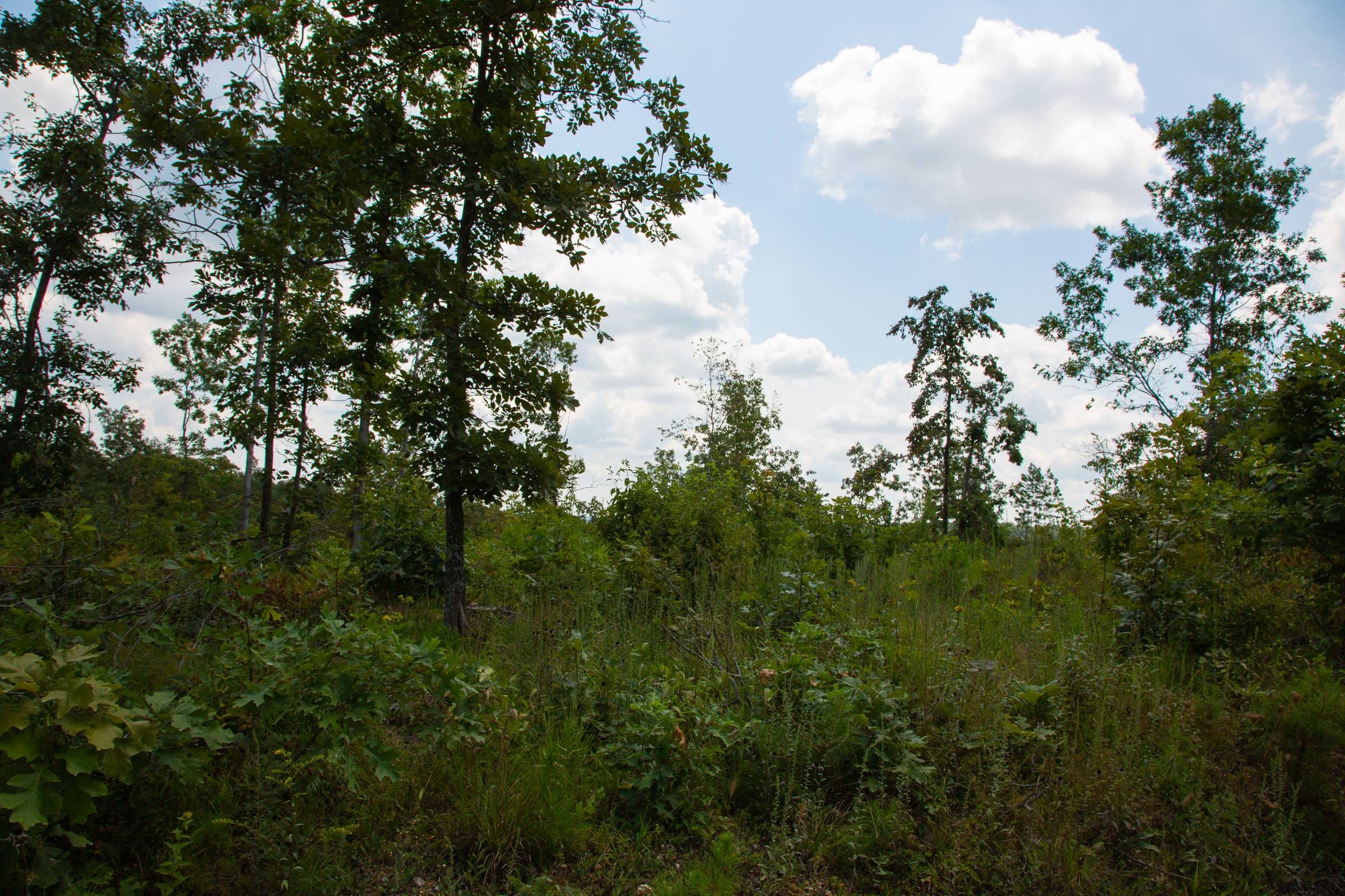 Borgmann’s Hollow Phase I Tract 9 photo 12