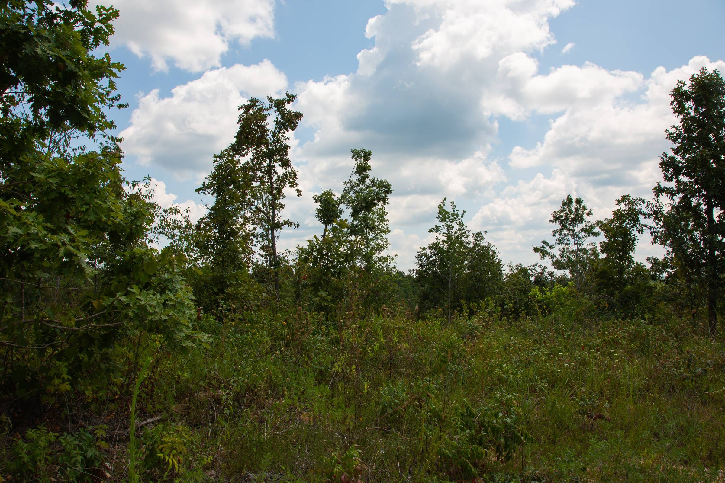 Borgmann’s Hollow Phase I Tract 9 photo 13