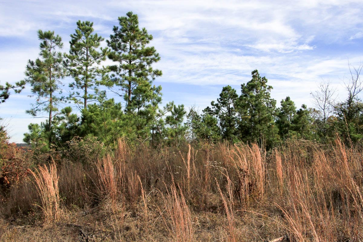 Stone Creek Phase III Tract 34 photo 3