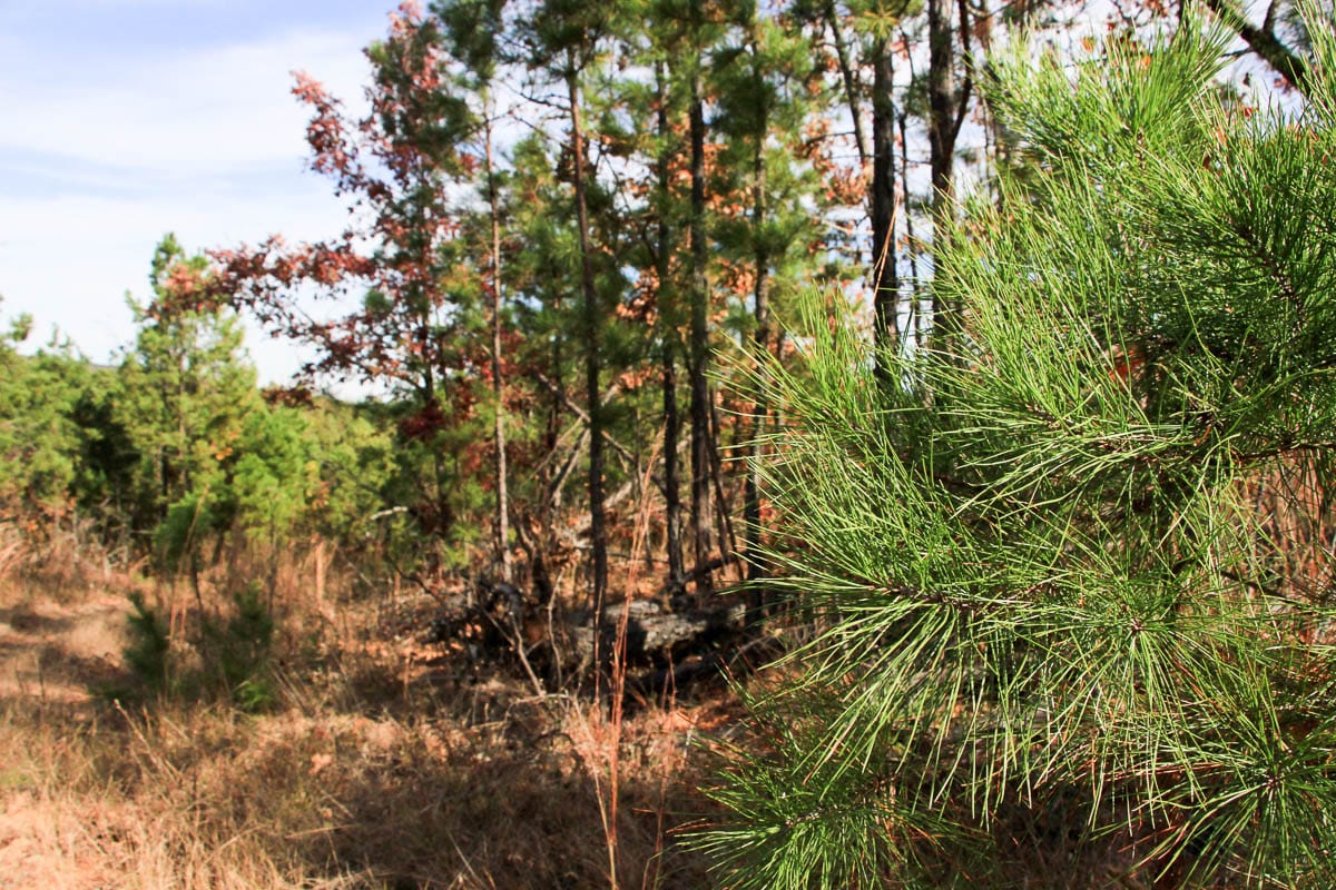 Stone Creek Phase III Tract 34 photo 8