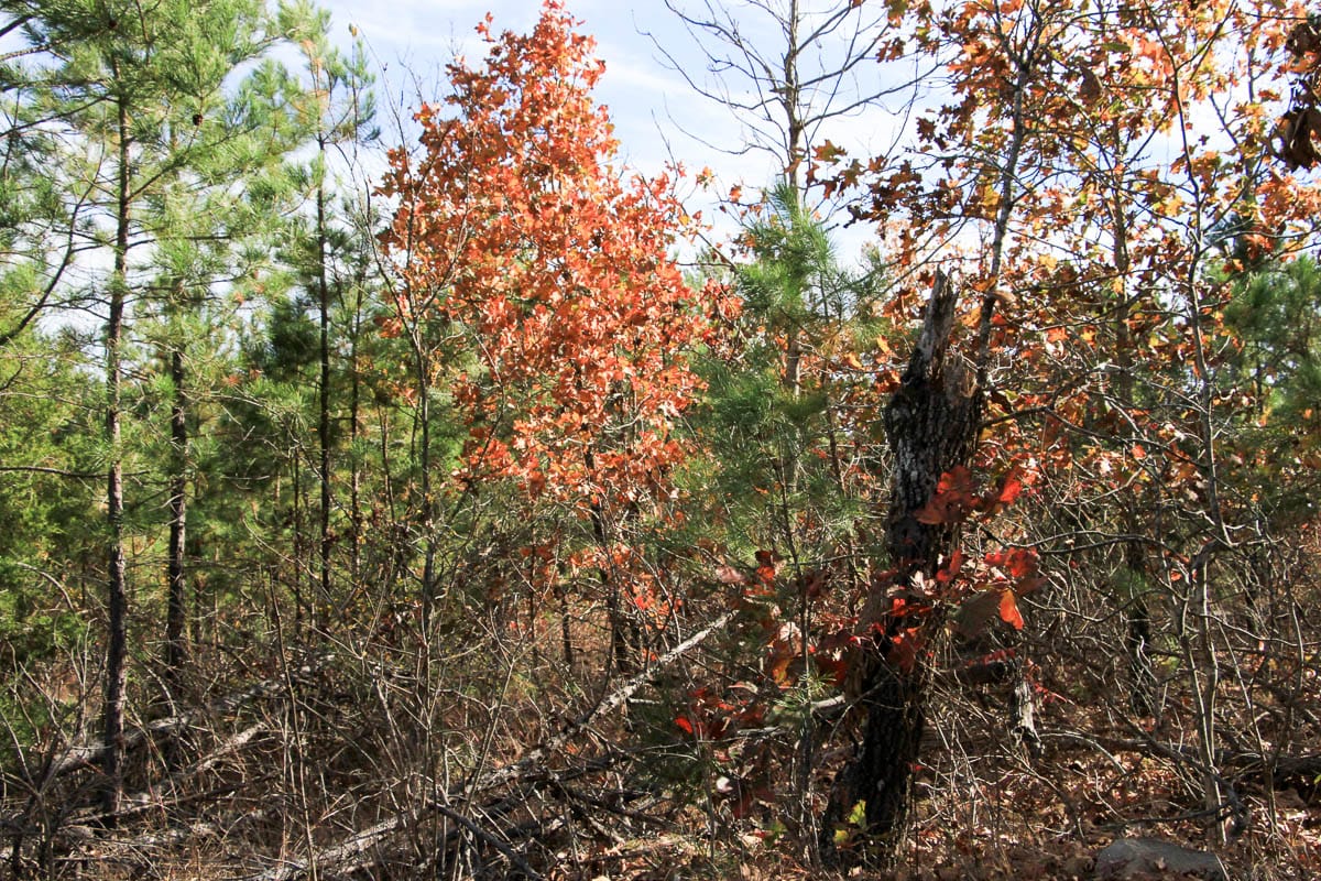 Stone Creek Phase III Tract 34 photo 10