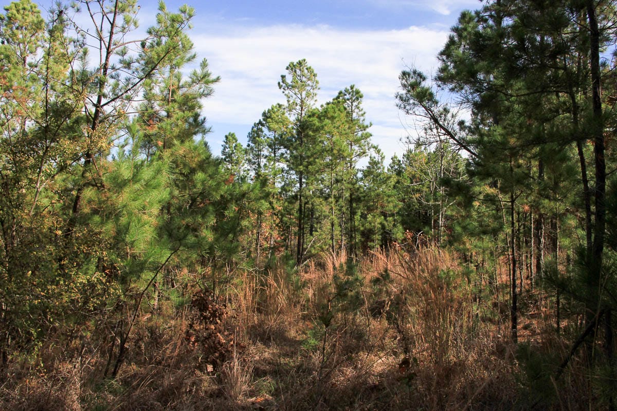 Stone Creek Phase III Tract 34 photo 12