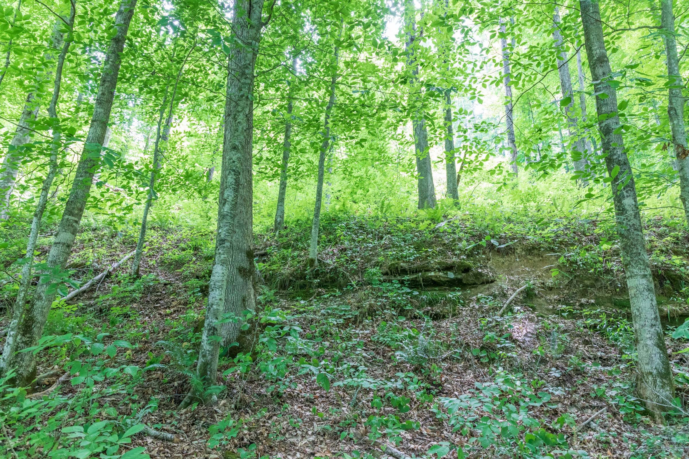 River’s Edge Tract 23 photo 2