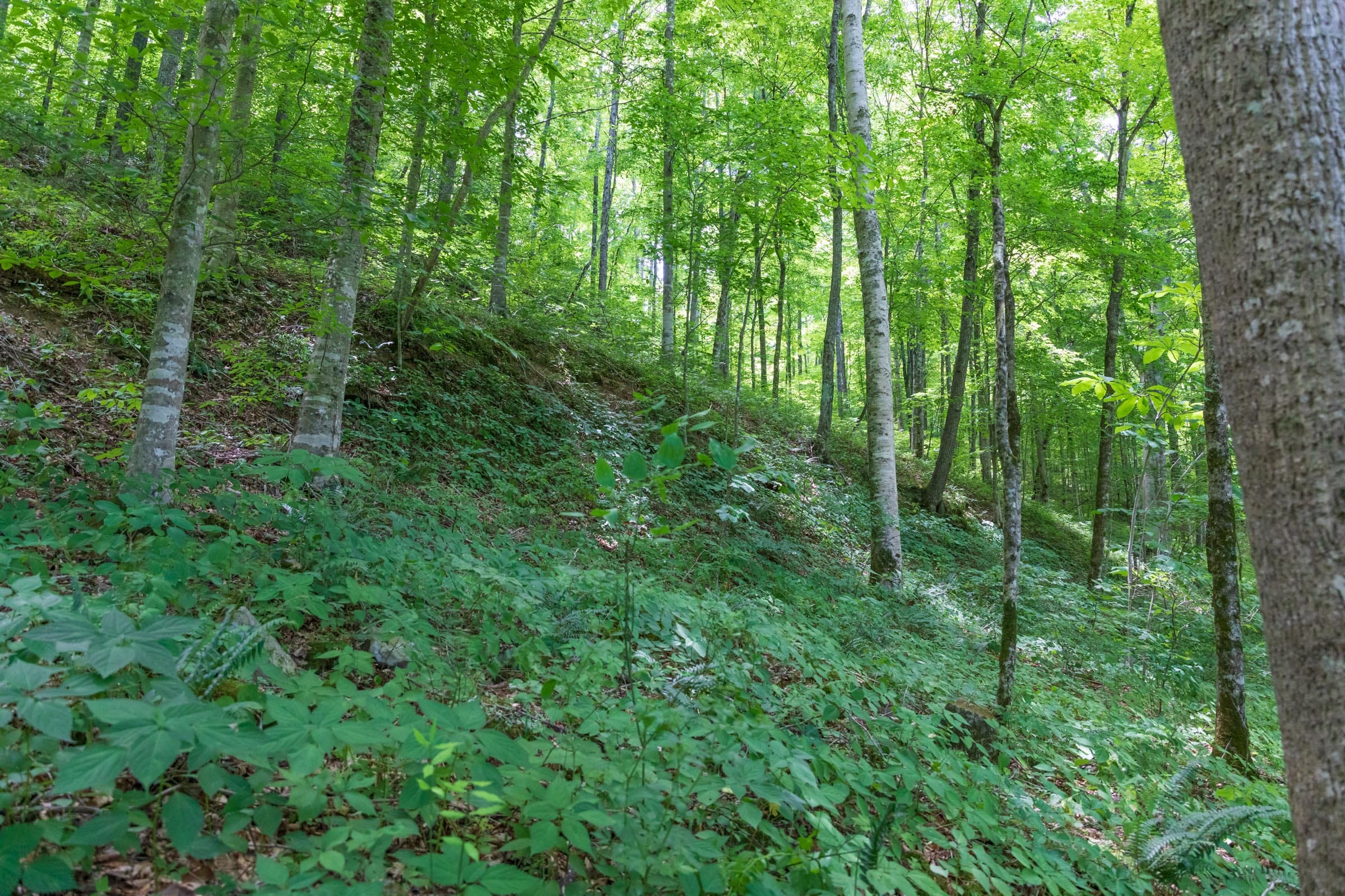 River’s Edge Tract 23 photo 3