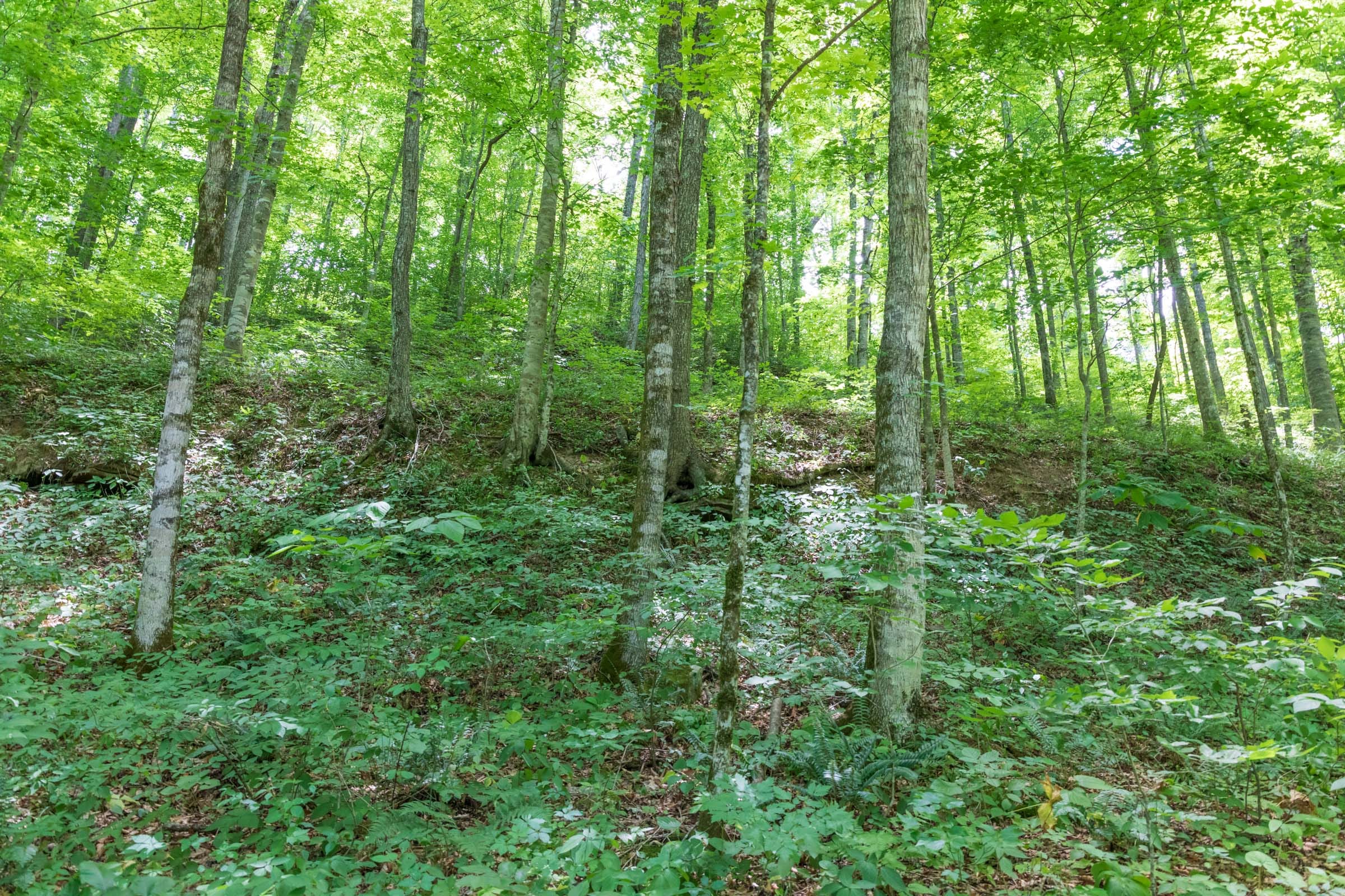 River’s Edge Tract 23 photo 4