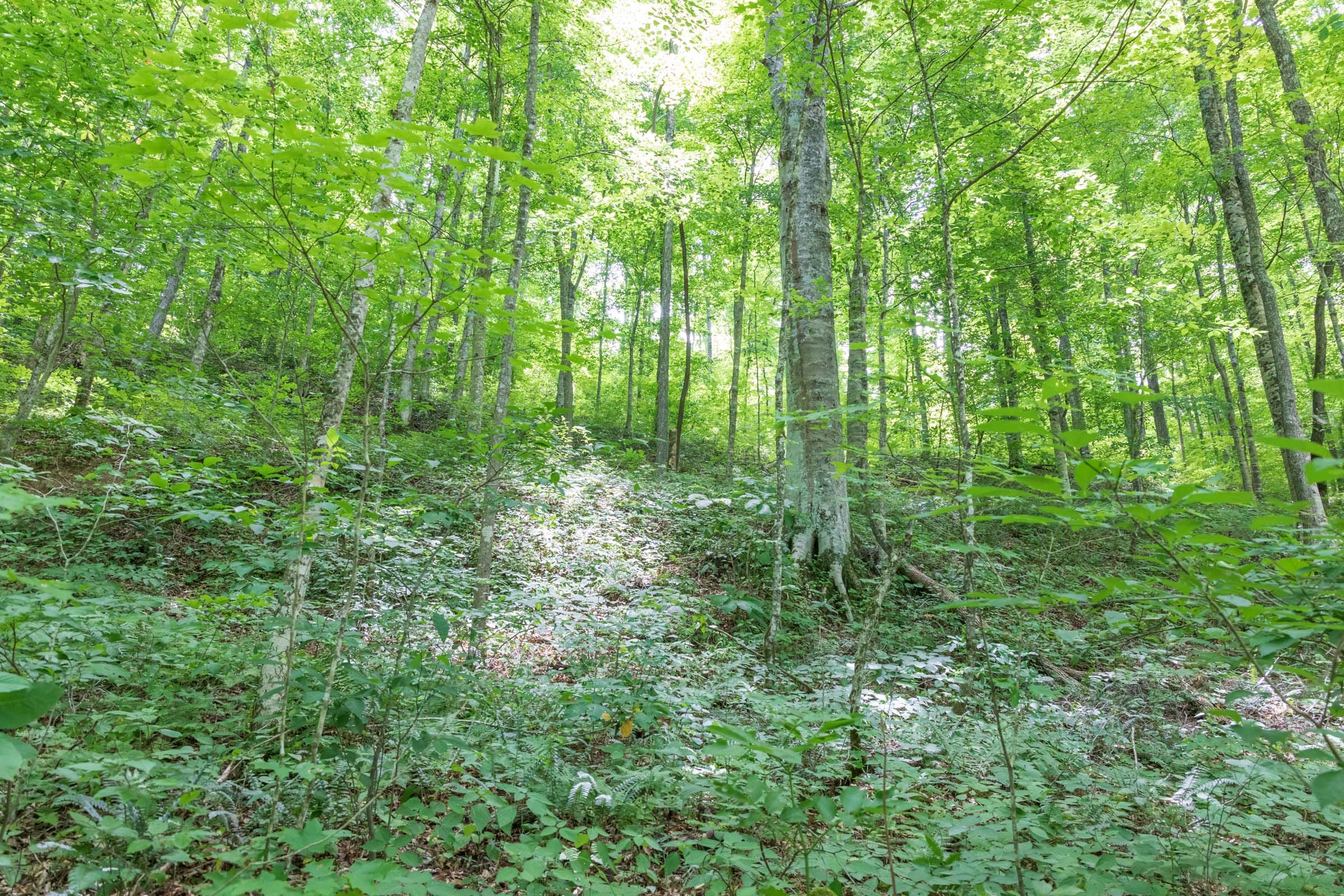 River’s Edge Tract 23 photo 5