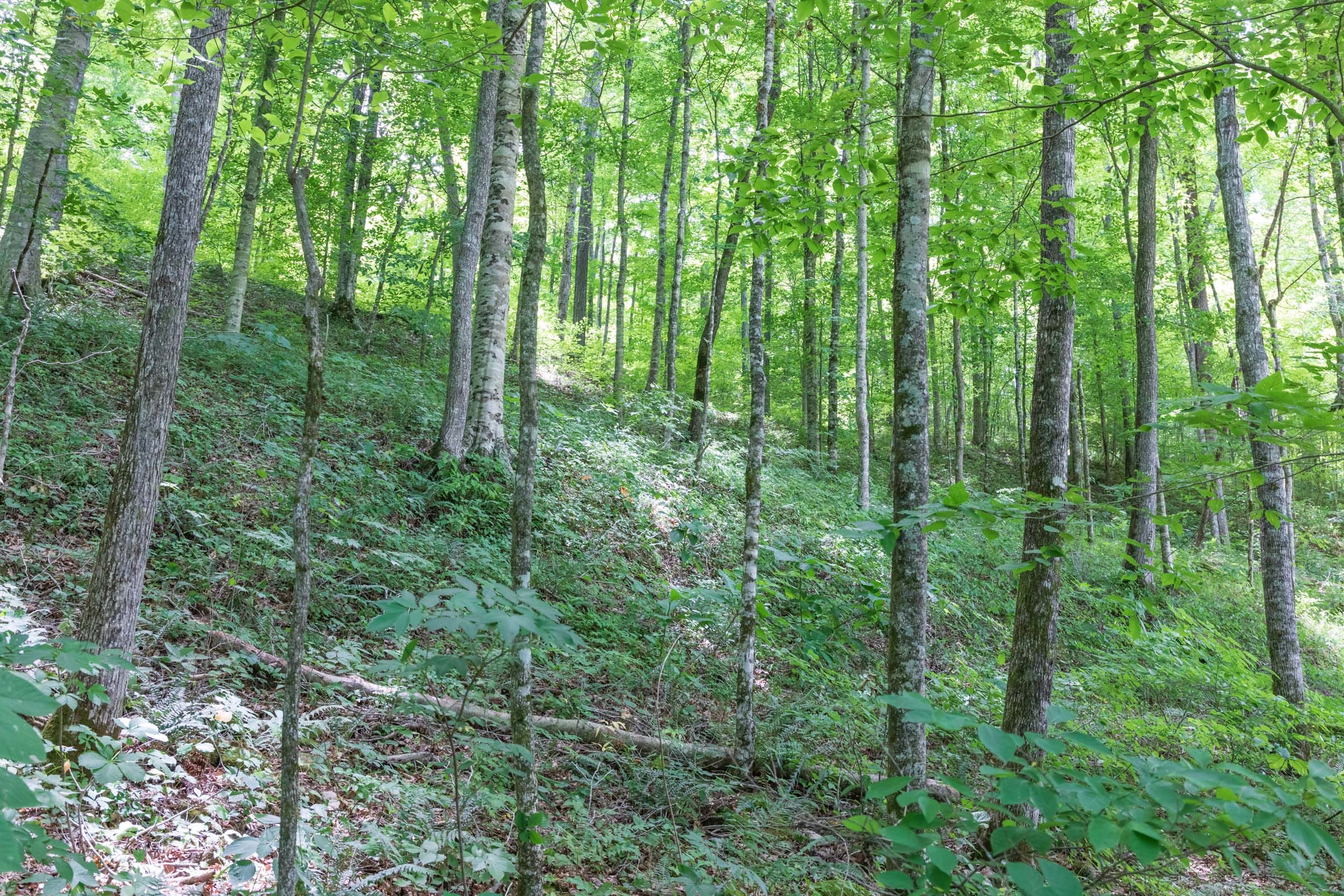 River’s Edge Tract 23 photo 6