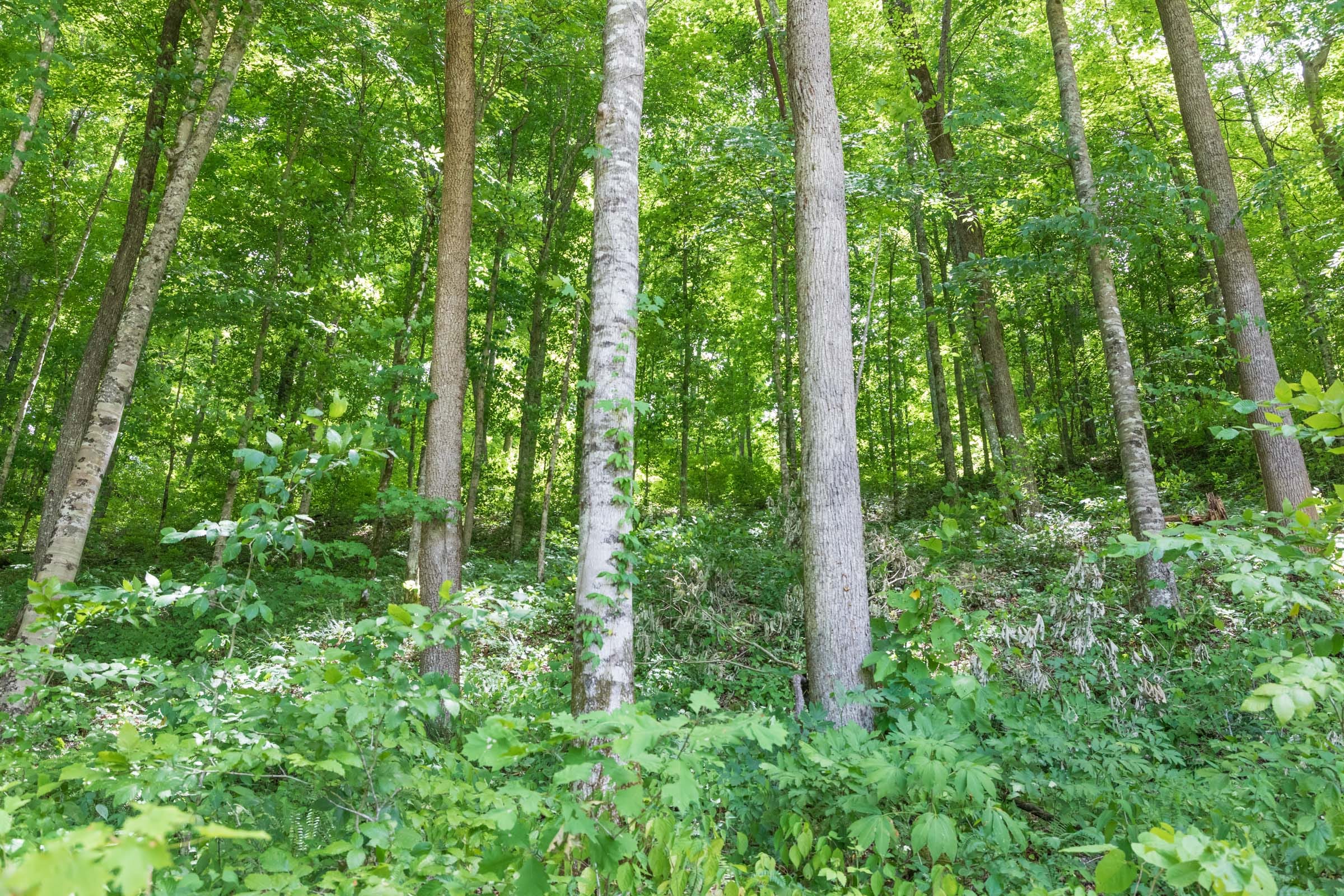 River’s Edge Tract 23 photo 8
