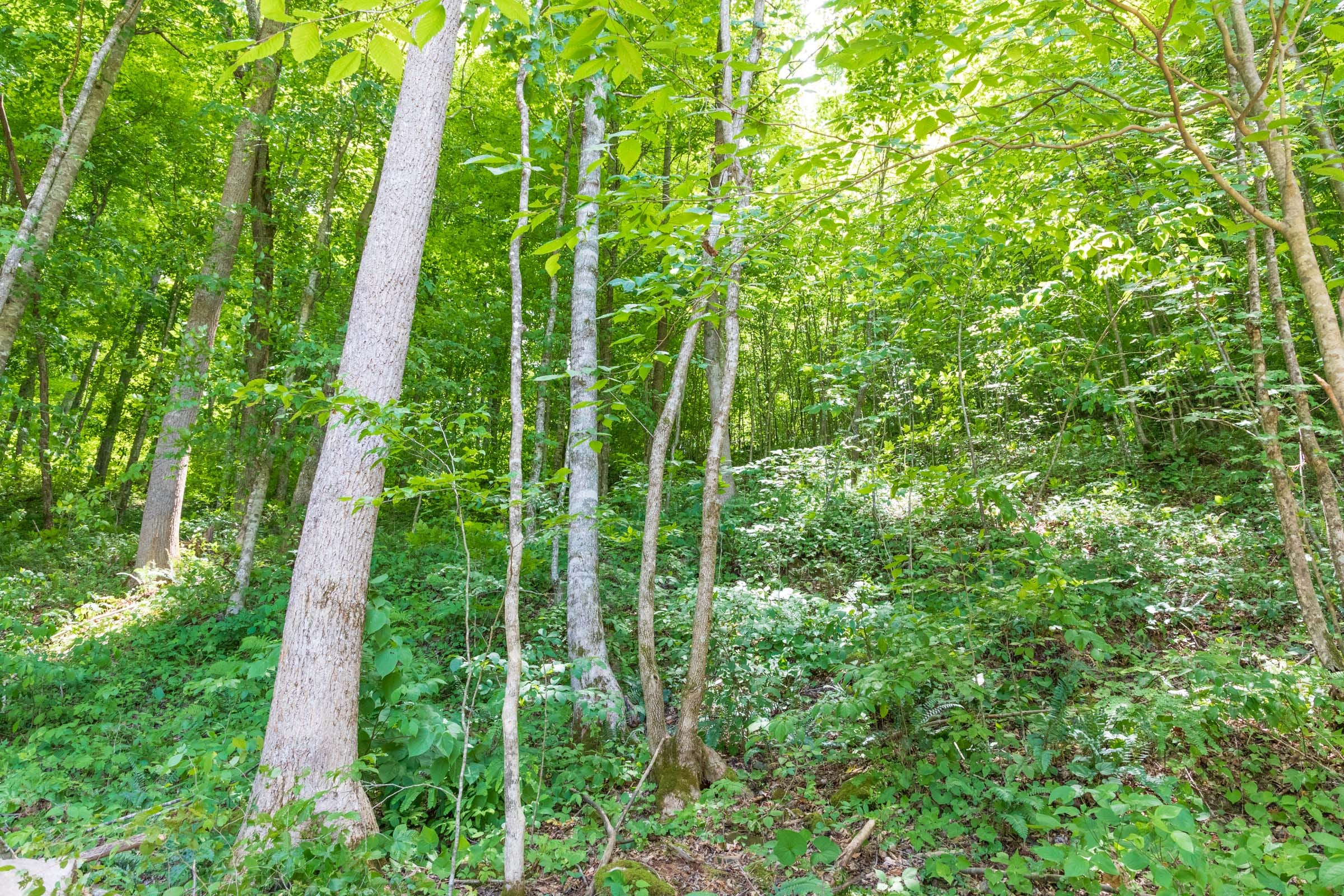 River’s Edge Tract 23 photo 9