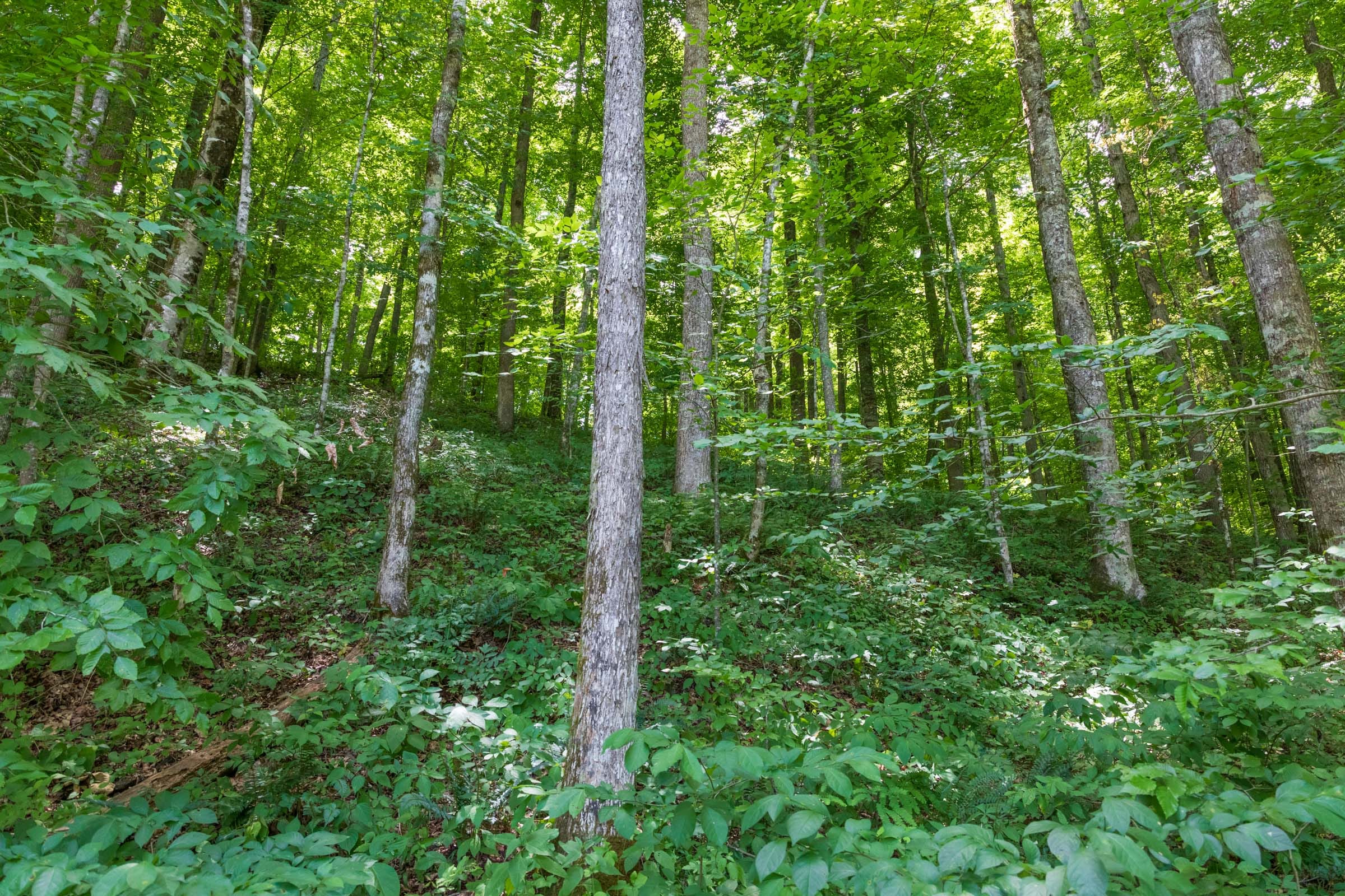 River’s Edge Tract 23 photo 10