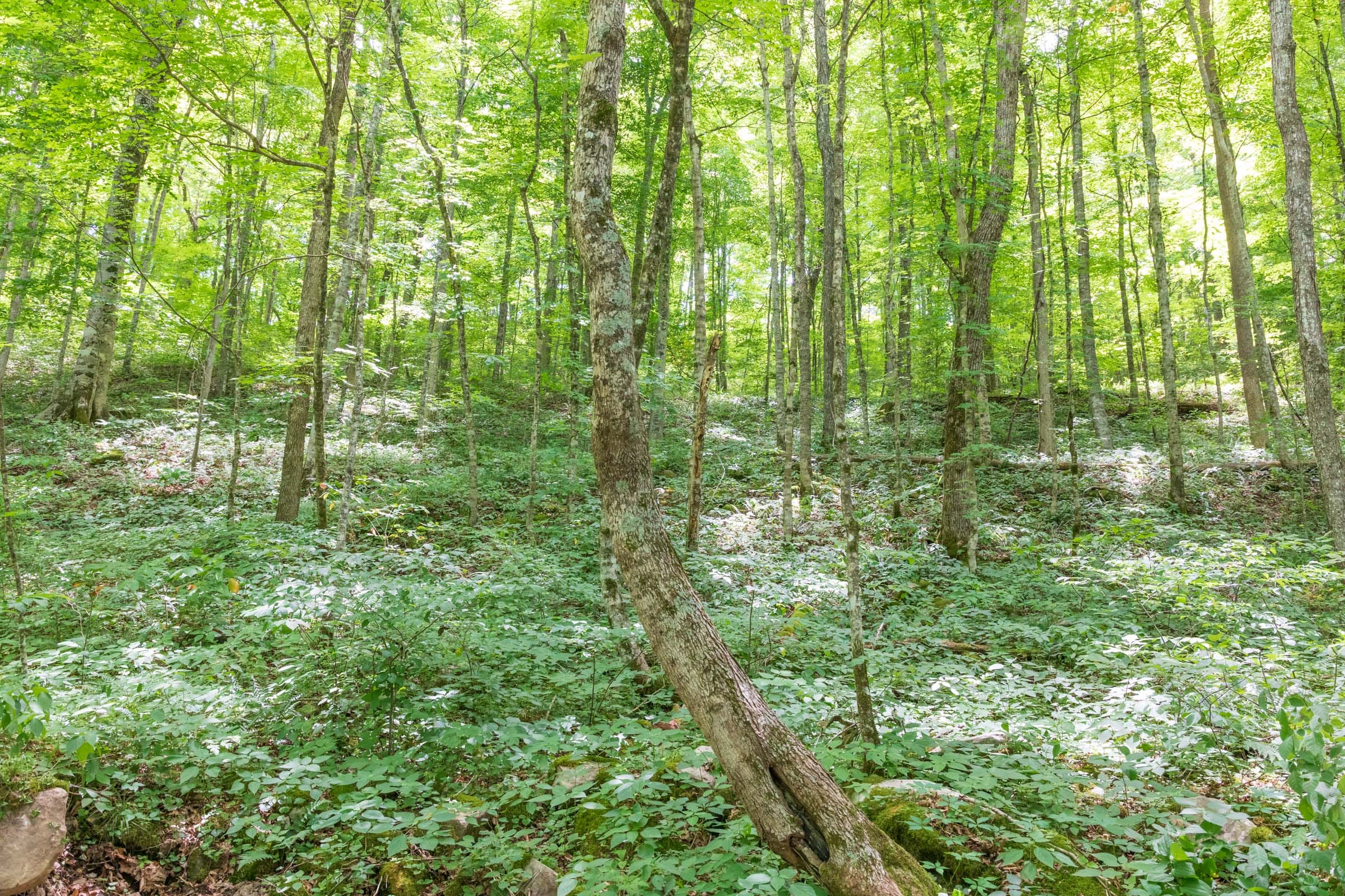 River’s Edge Tract 23 photo 11