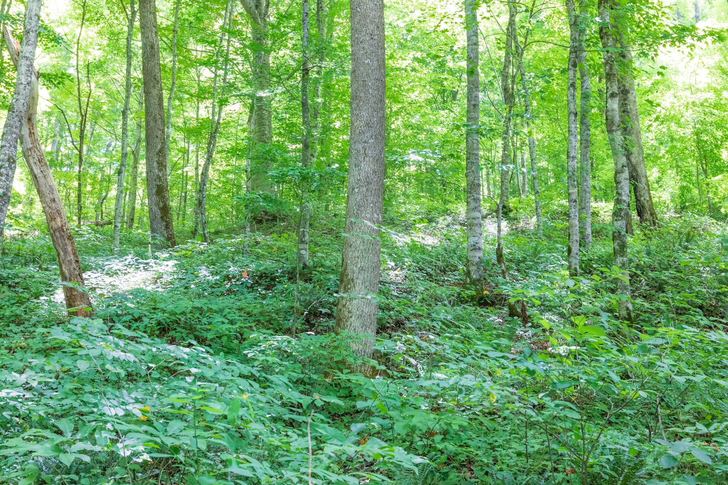 River’s Edge Tract 23 photo 15