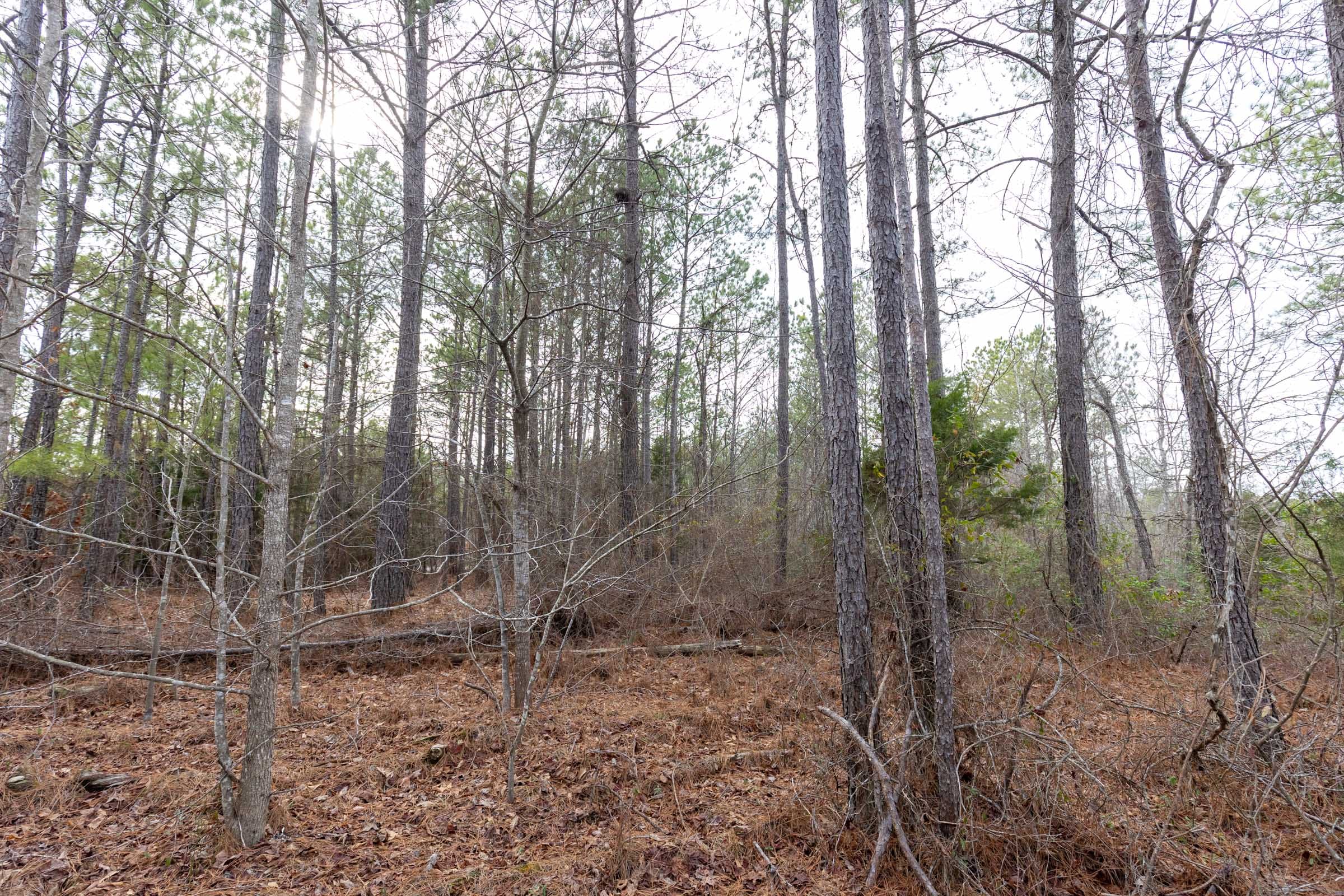 Baker Creek Tract 1 photo 8