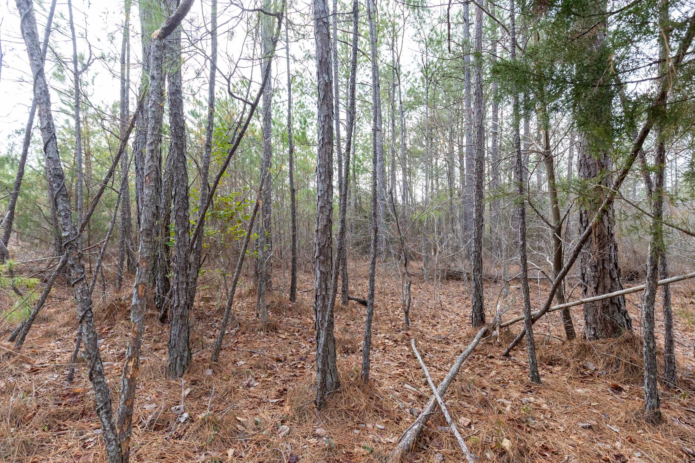 Baker Creek Tract 1 photo 2