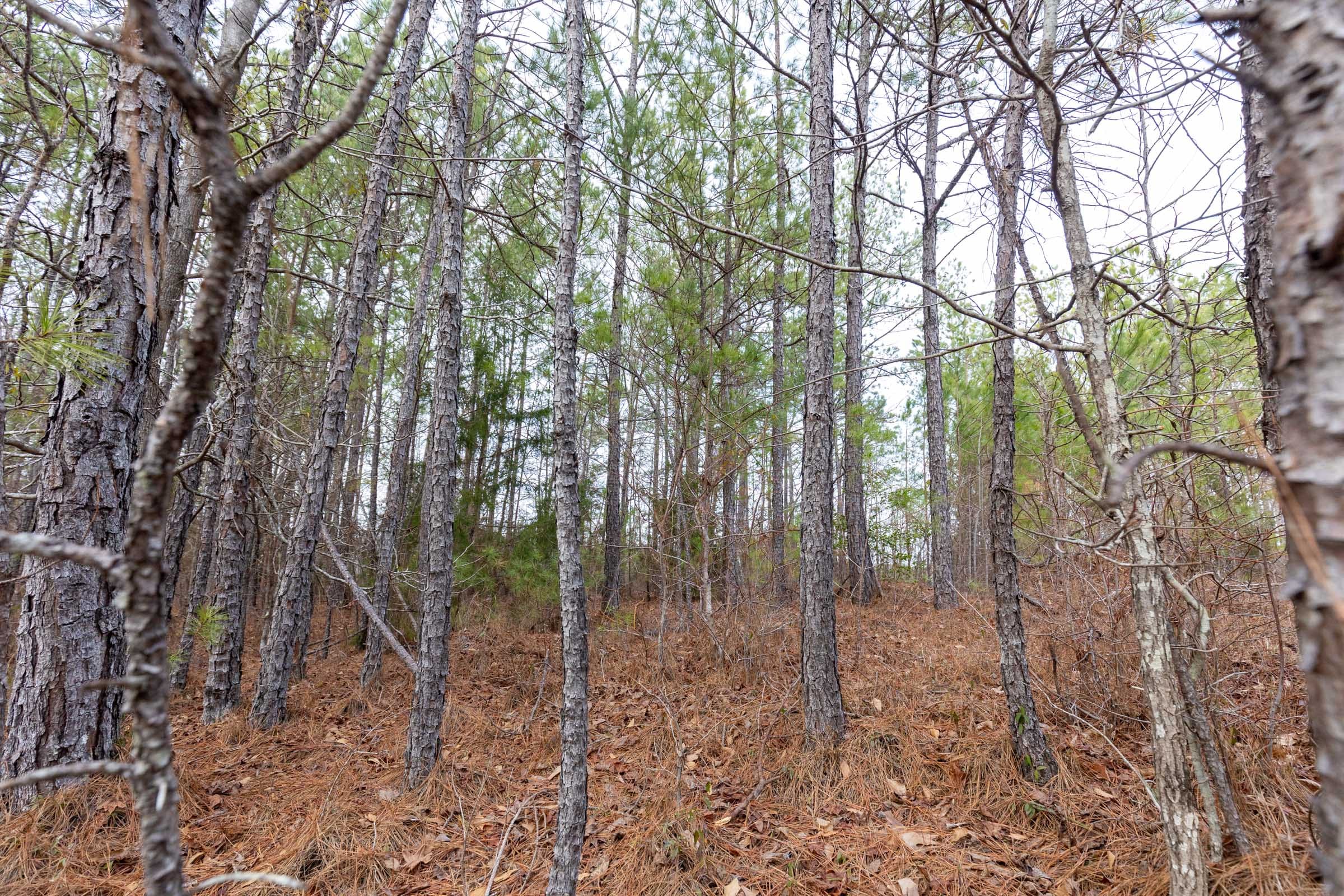 Baker Creek Tract 1 photo 11
