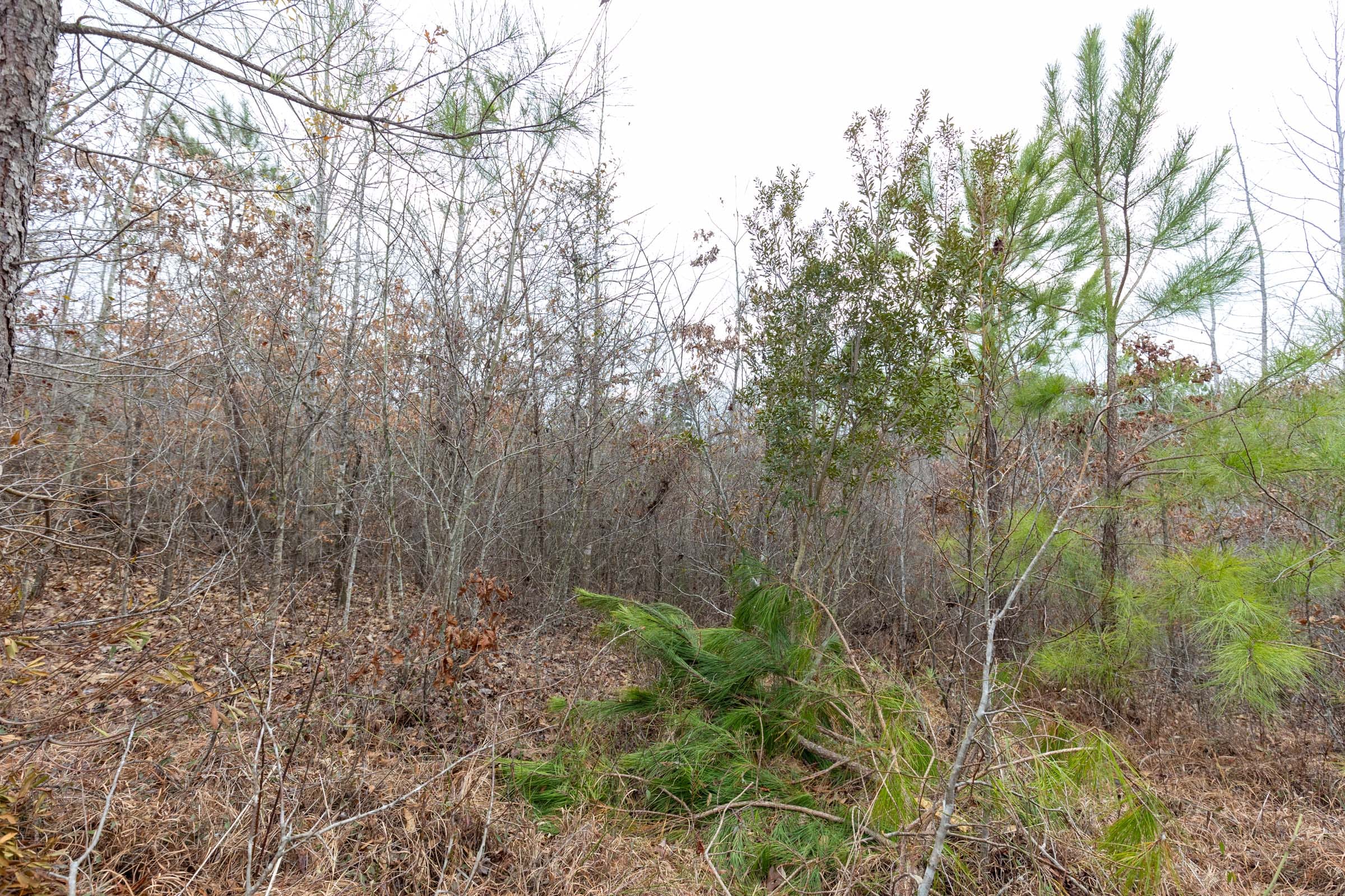 Baker Creek Tract 1 photo 18
