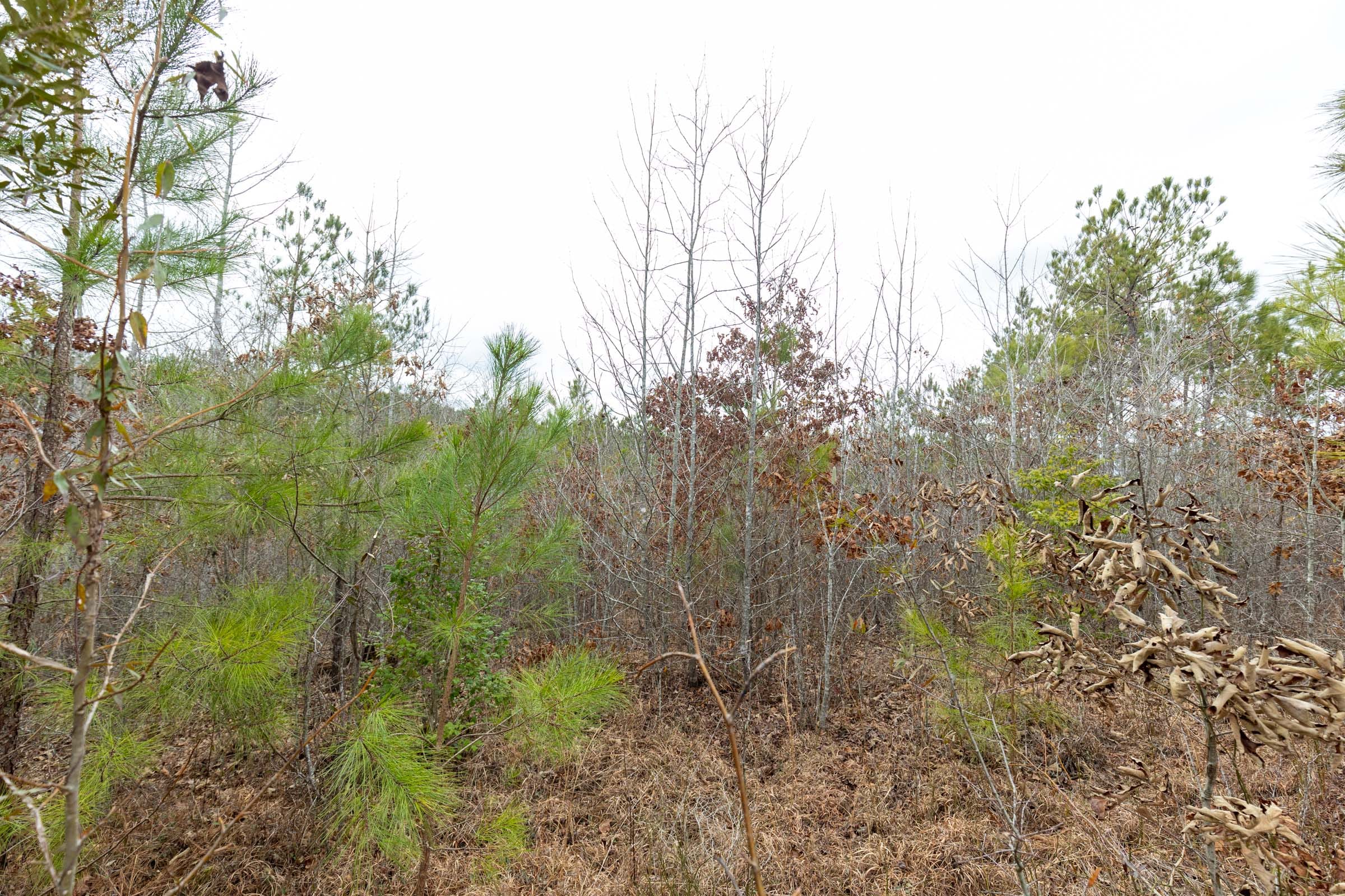 Baker Creek Tract 1 photo 17