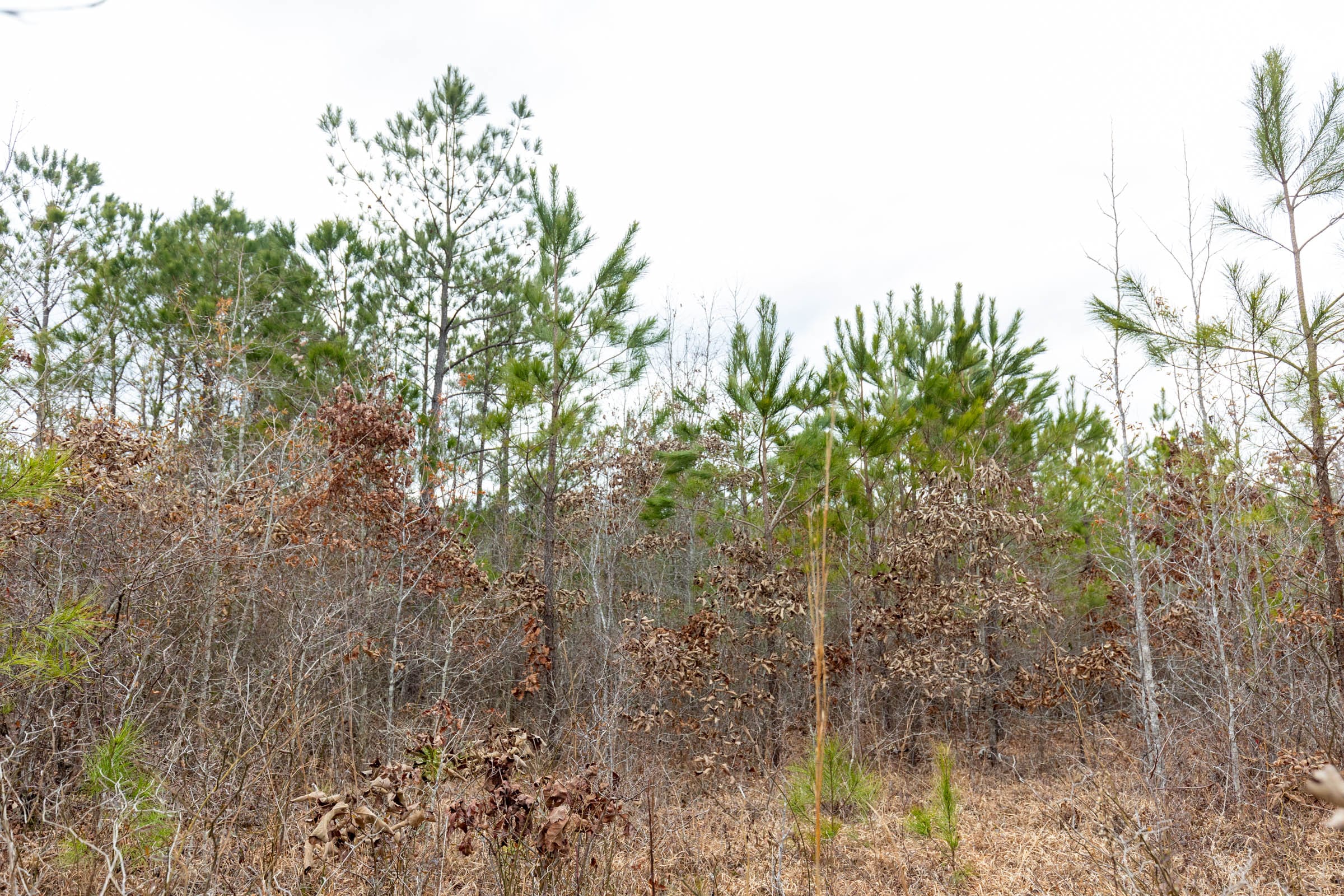 Baker Creek Tract 1 photo 15