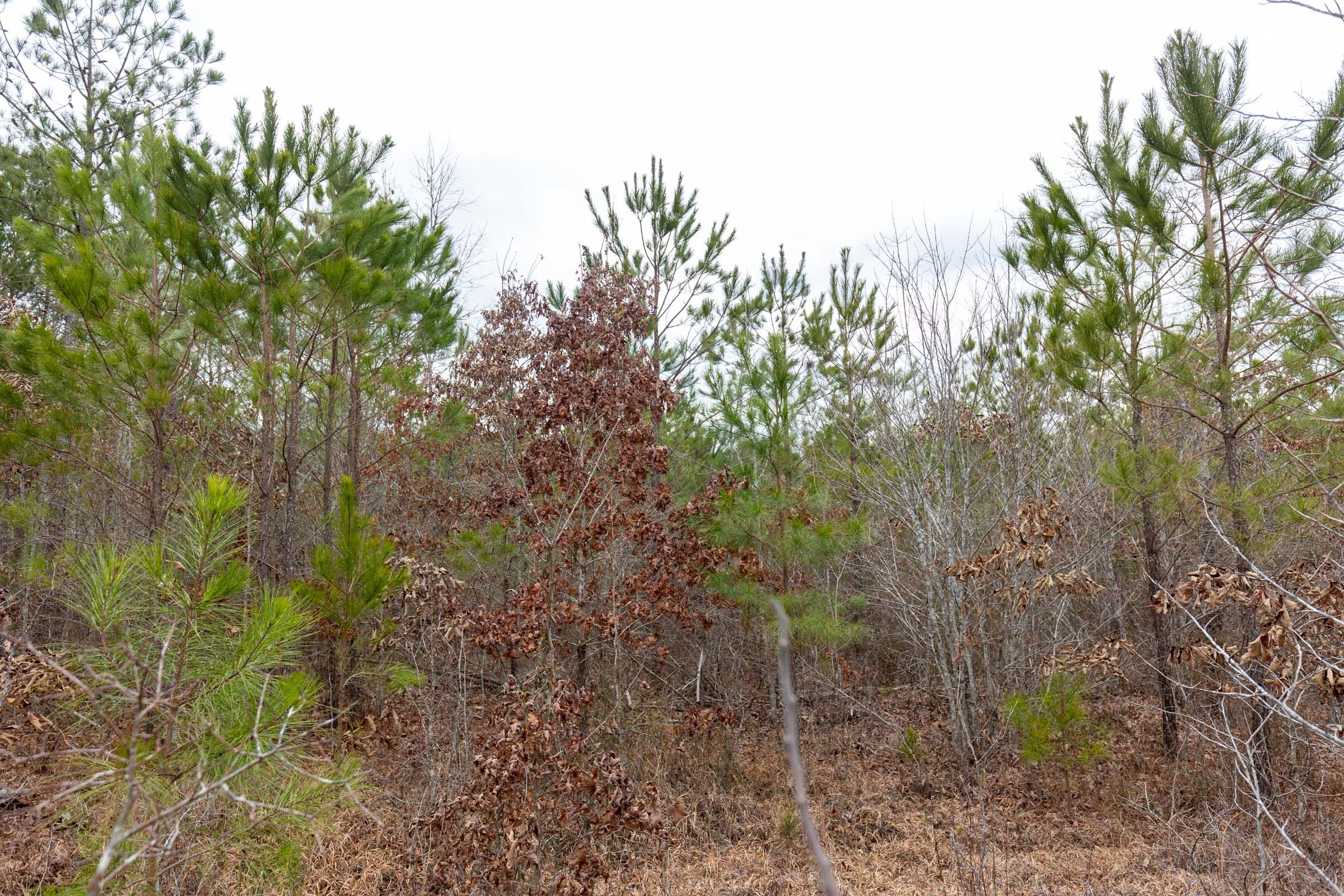 Baker Creek Tract 1 photo 3