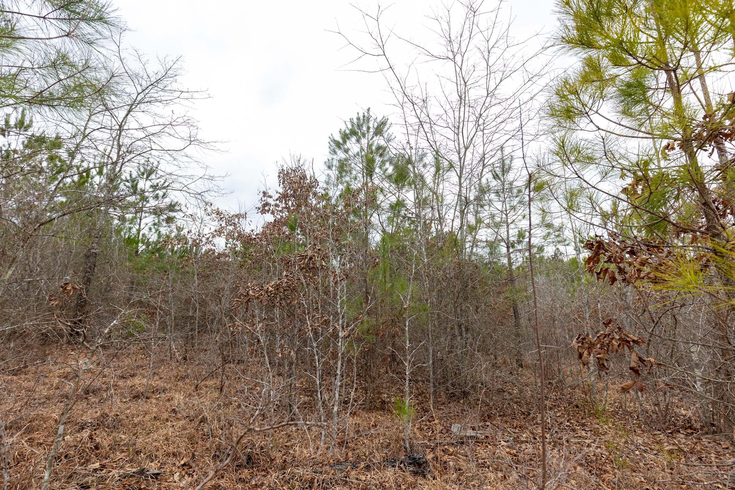 Baker Creek Tract 1 photo 14