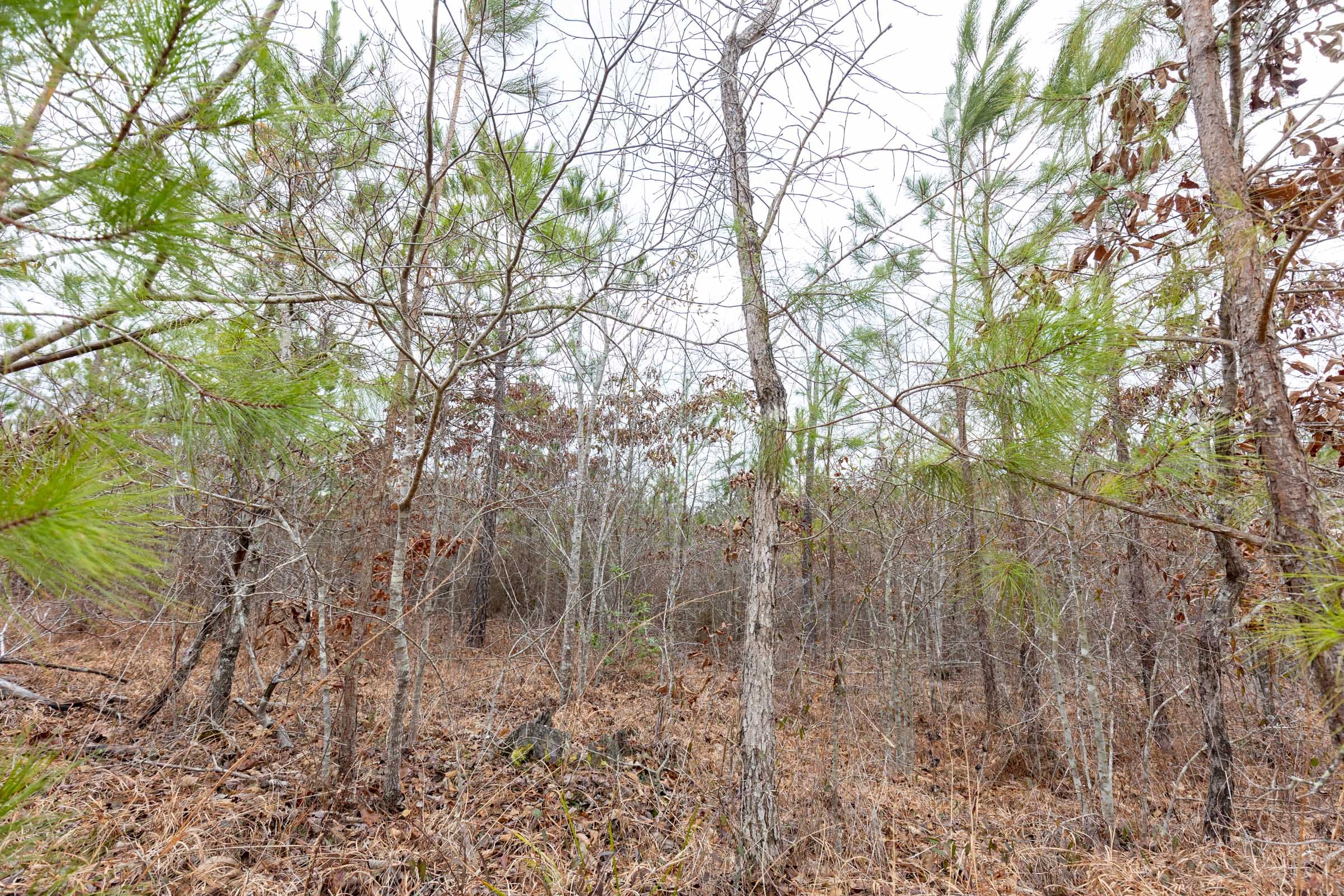 Baker Creek Tract 1 photo 4