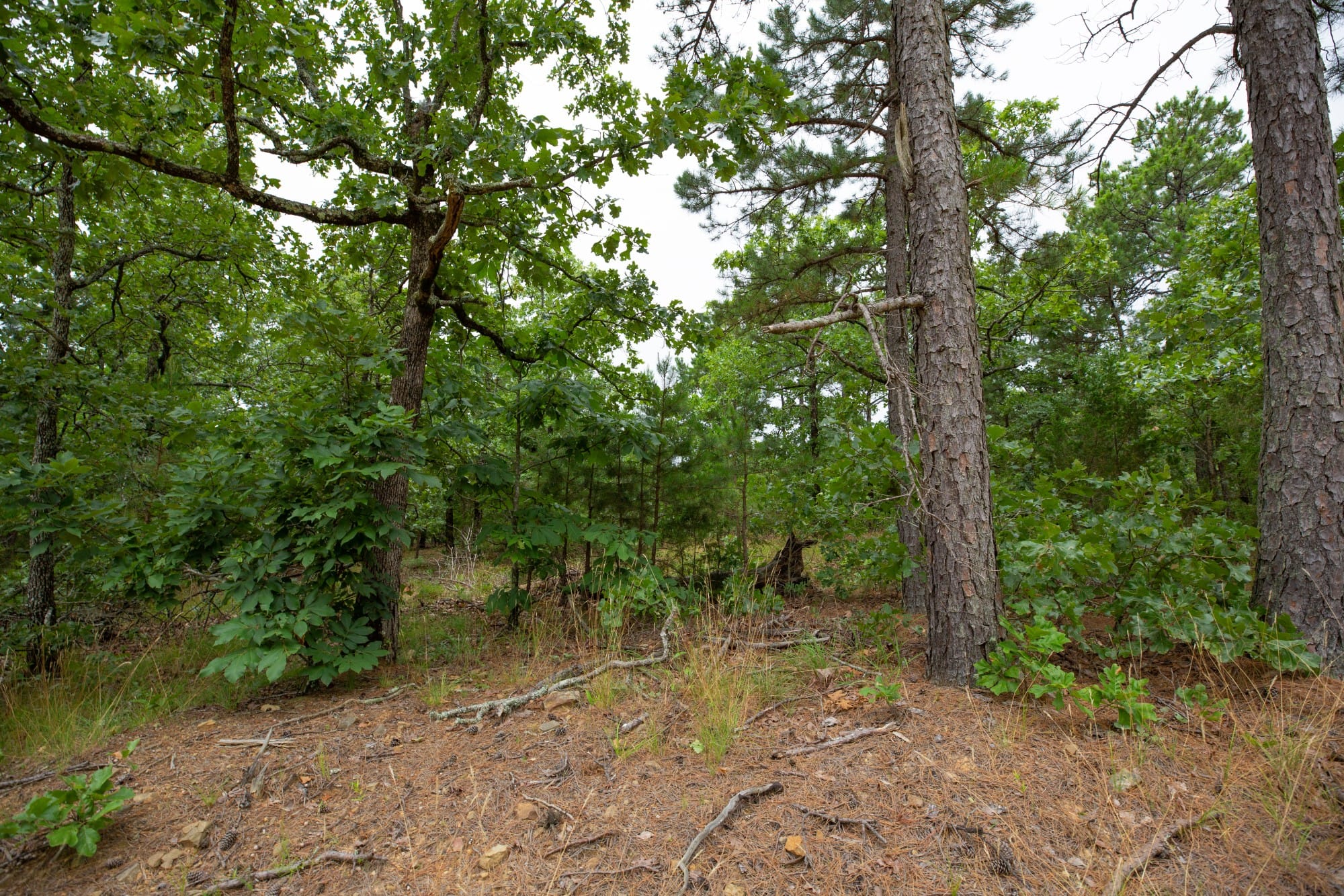 Eagle’s Nest Tract 75 photo 8