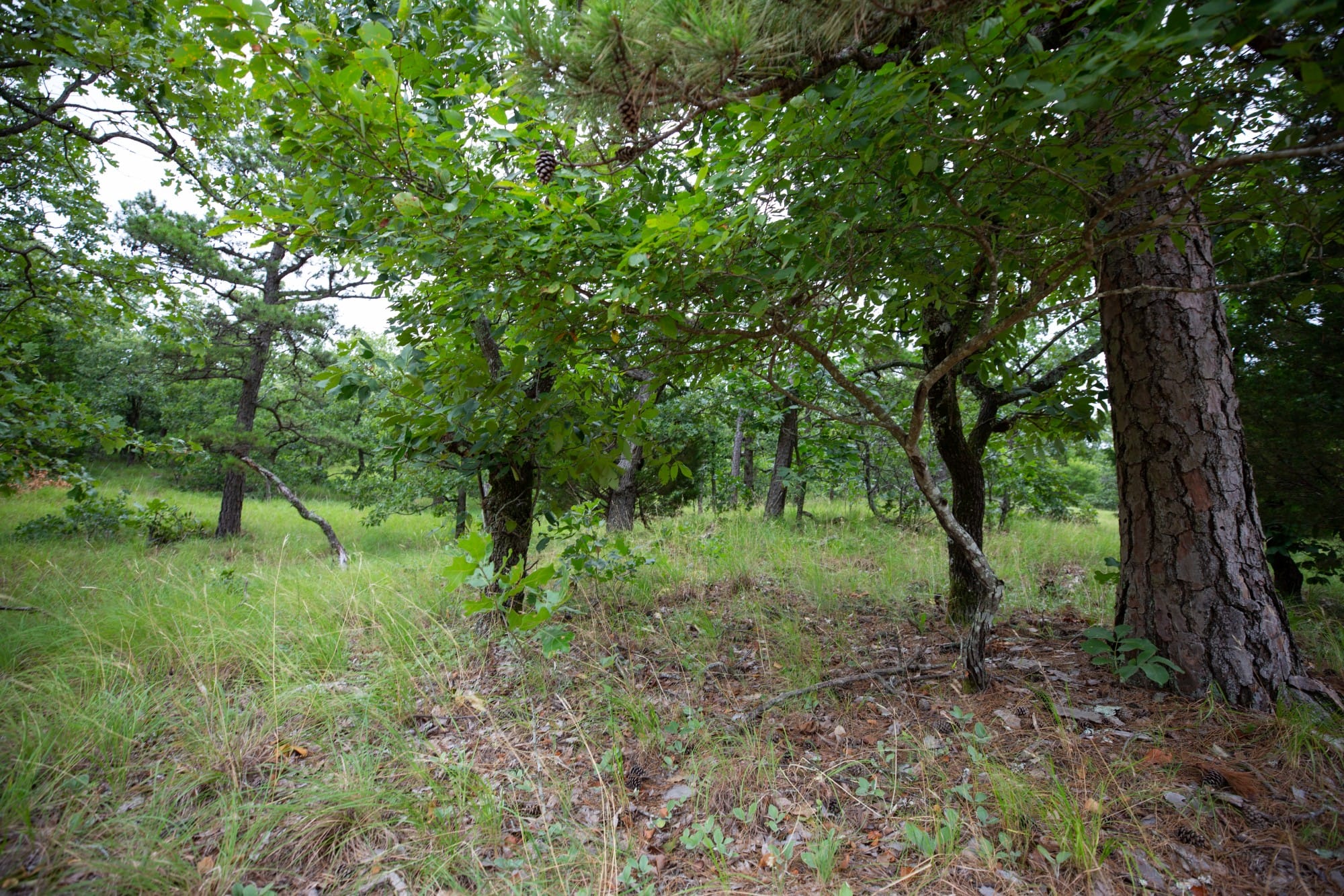 Eagle’s Nest Tract 75 photo 23