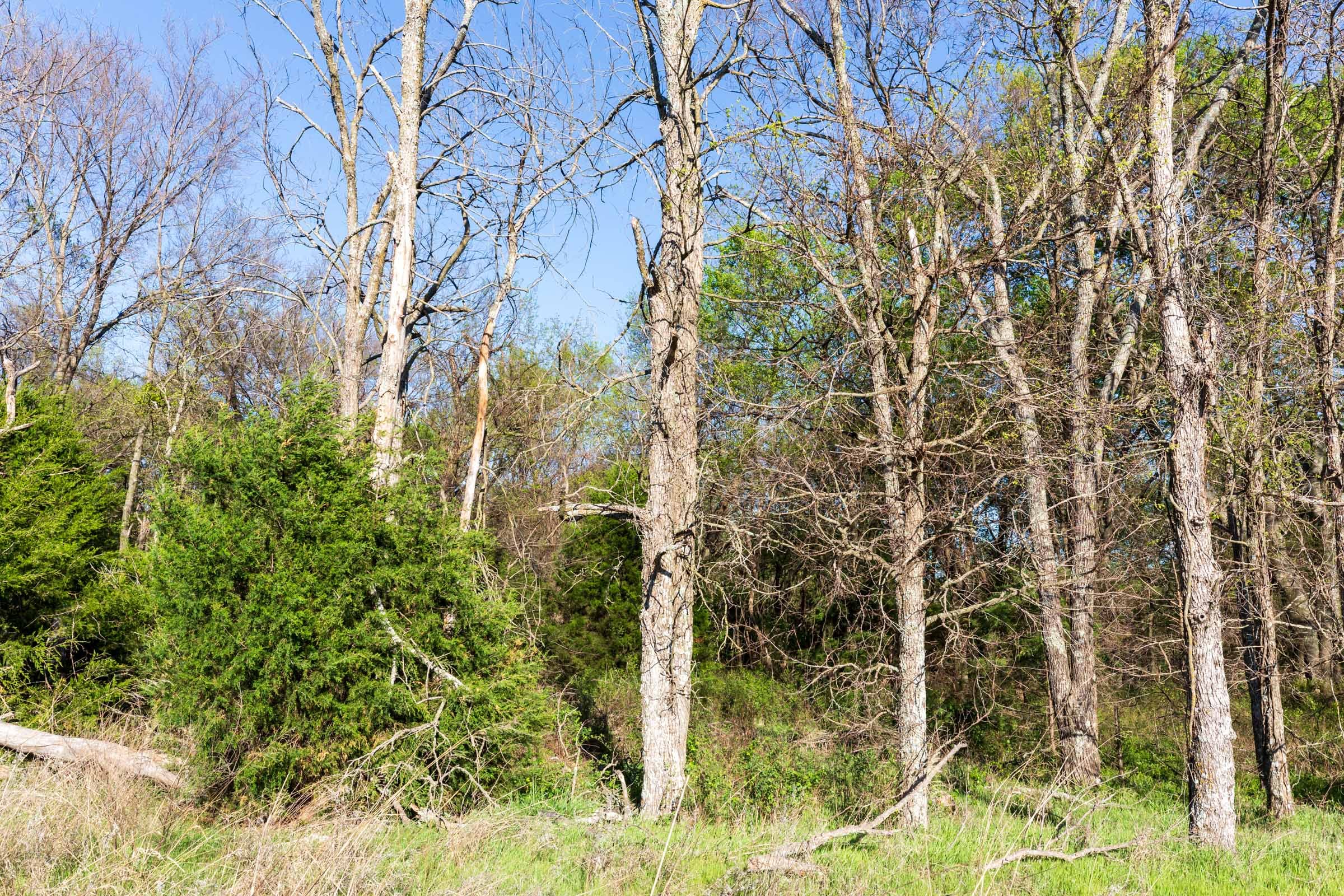 Prairie Grove Tract 4 photo 4
