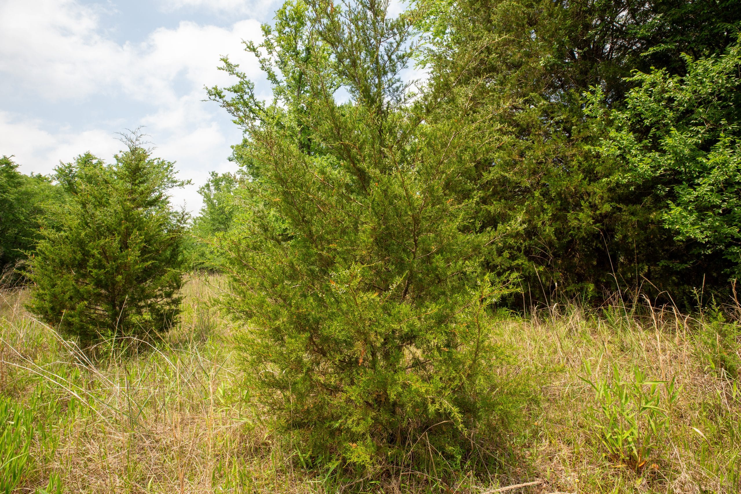 Prairie Grove Tract 4 photo 3