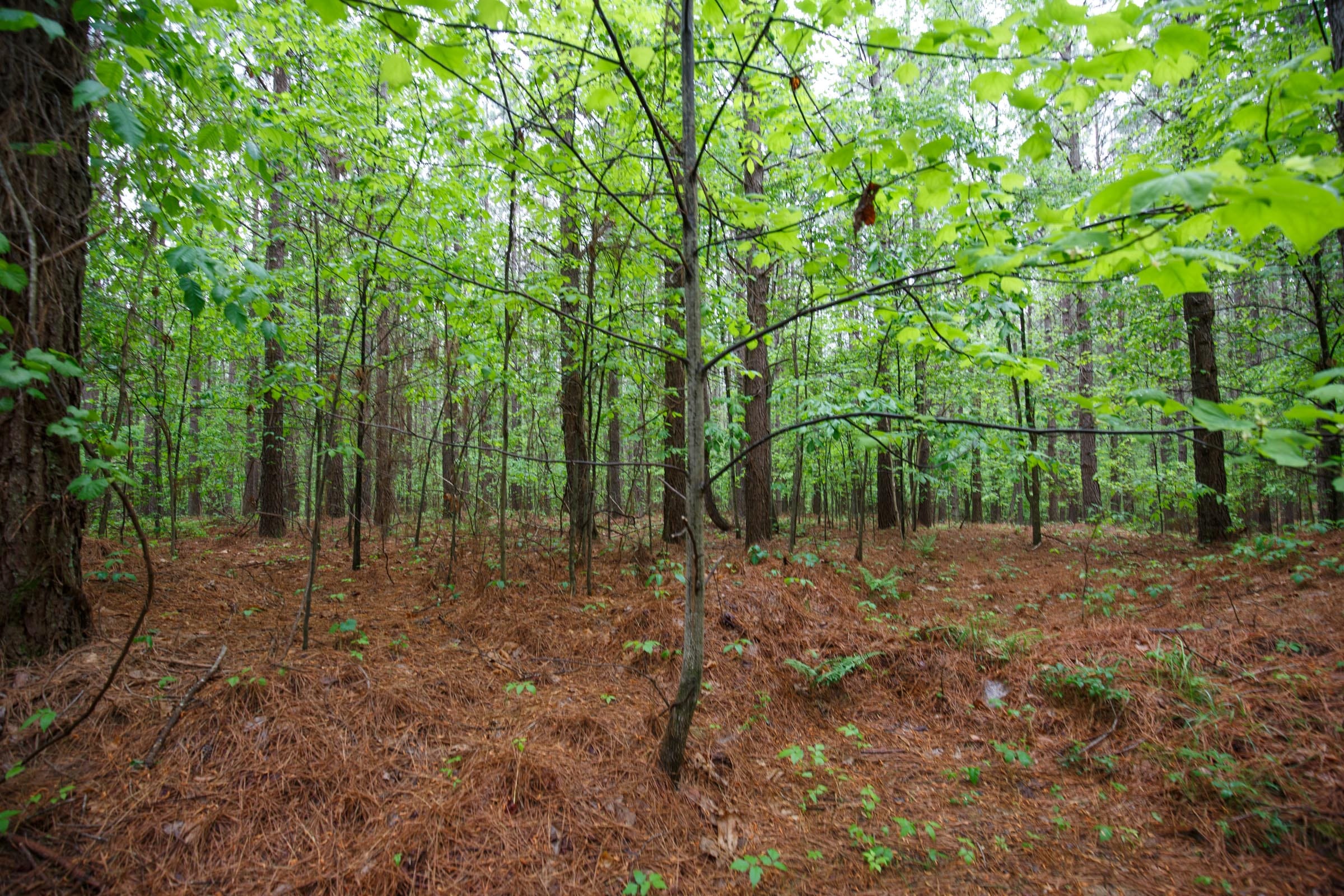 Red Barn Ranch Tract 30 photo 4