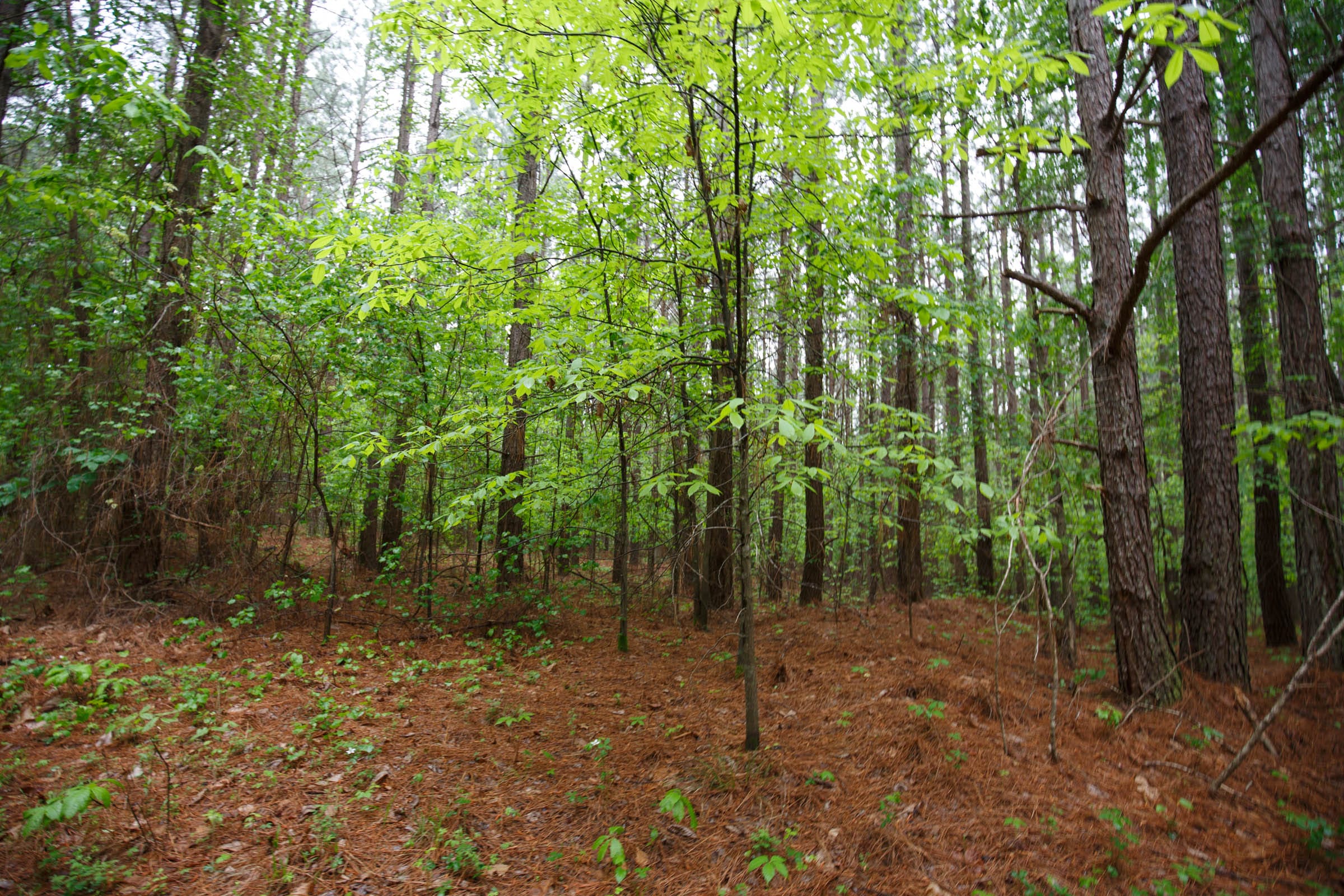 Red Barn Ranch Tract 30 photo 7