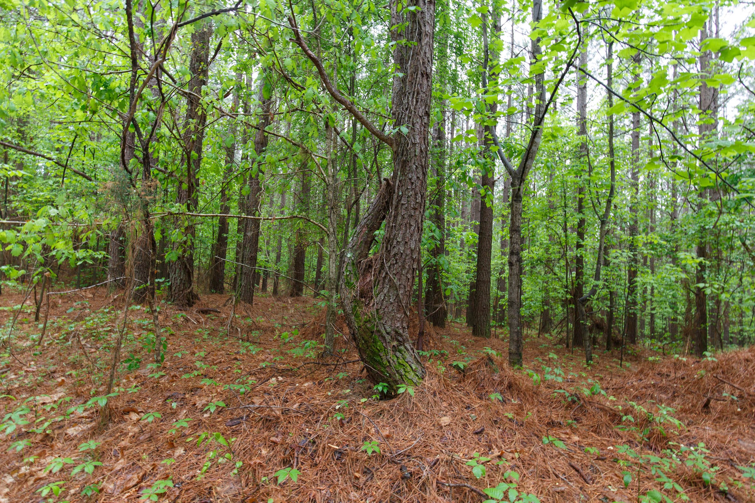 Red Barn Ranch Tract 30 photo 6