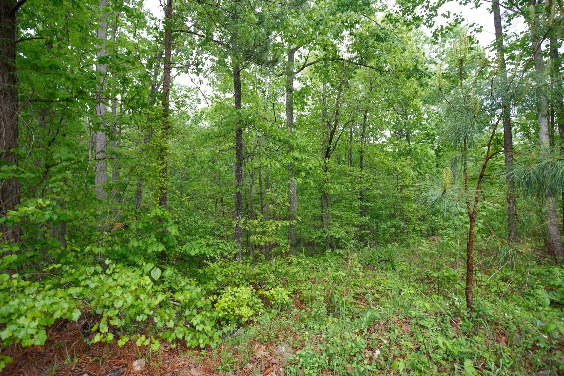 Red Barn Ranch Tract 30 photo 10