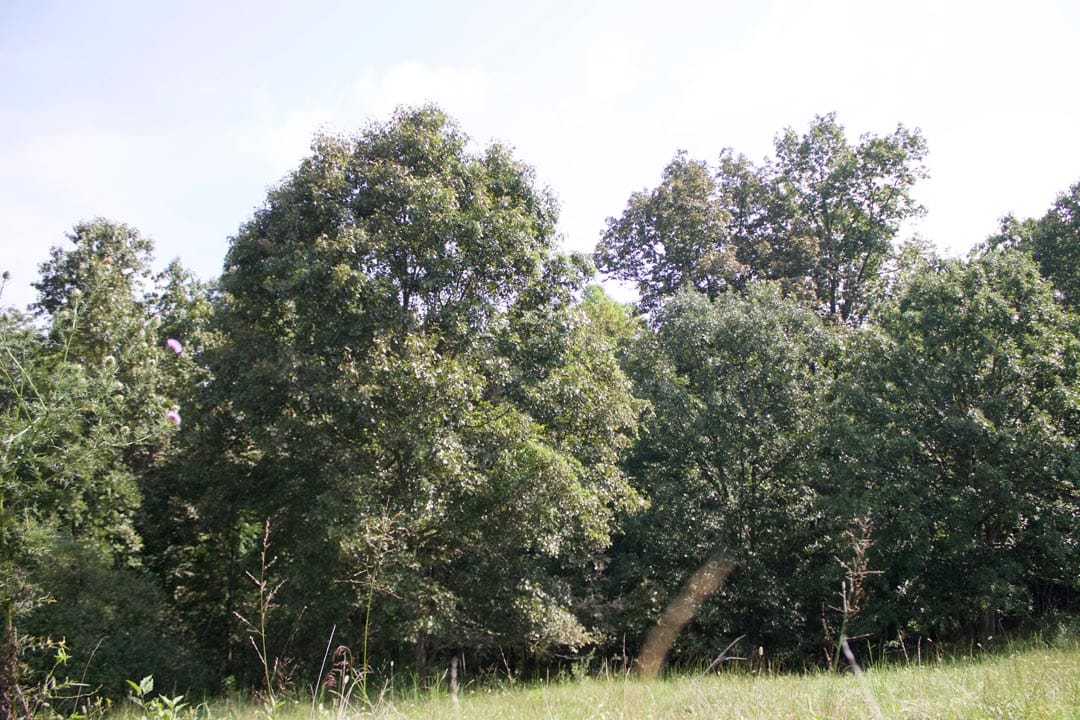 Heritage Hollow Tract 29 photo 5