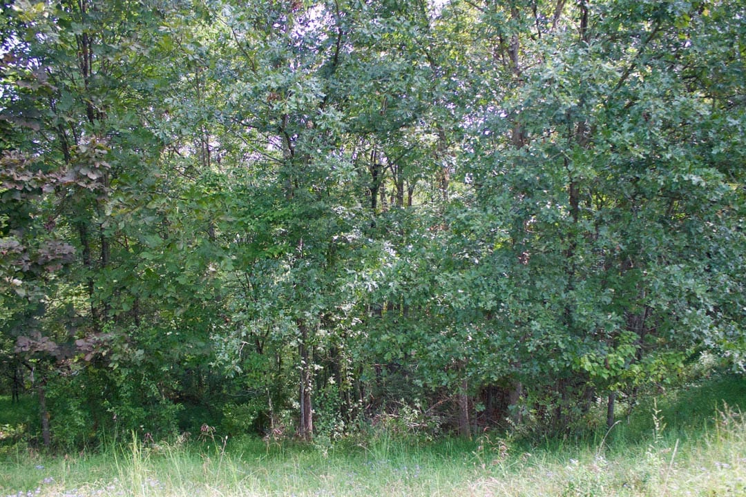 Heritage Hollow Tract 29 photo 8