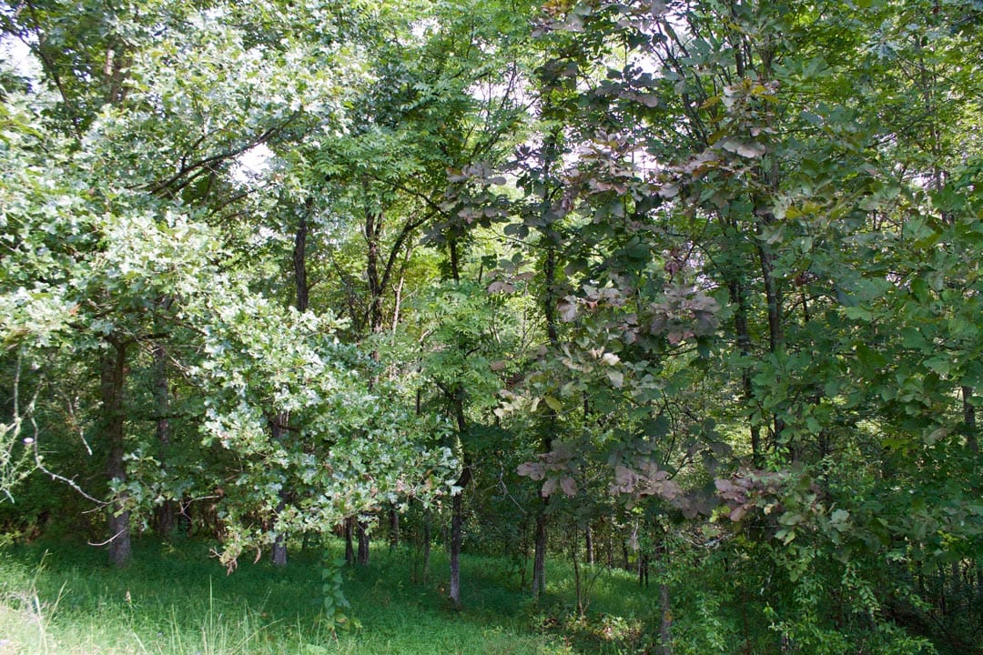 Heritage Hollow Tract 29 photo 10