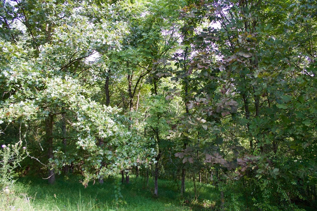 Heritage Hollow Tract 29 photo 11