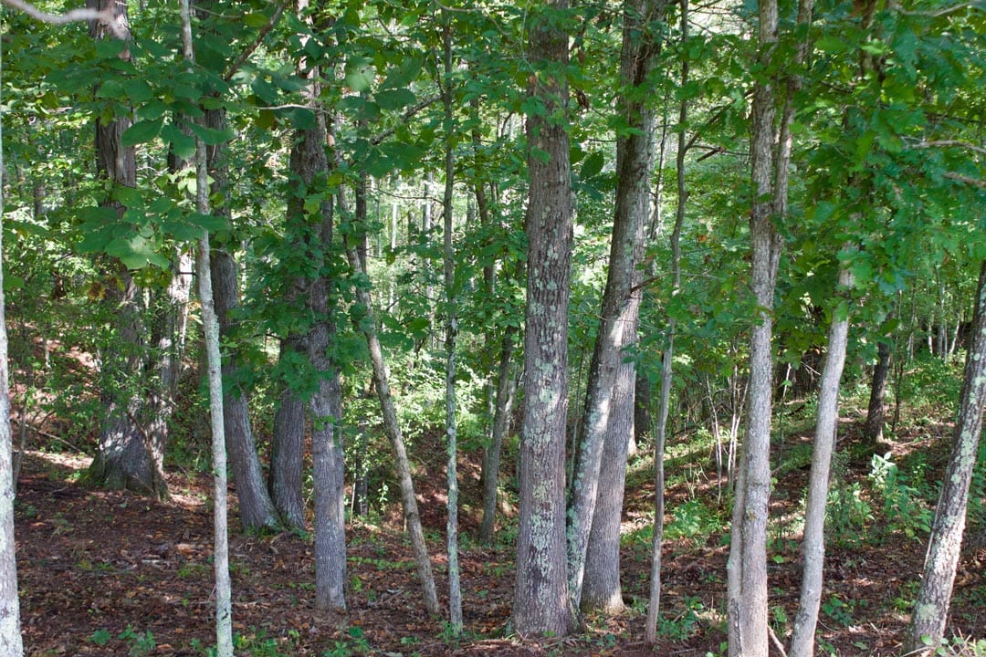 Heritage Hollow Tract 29 photo 13